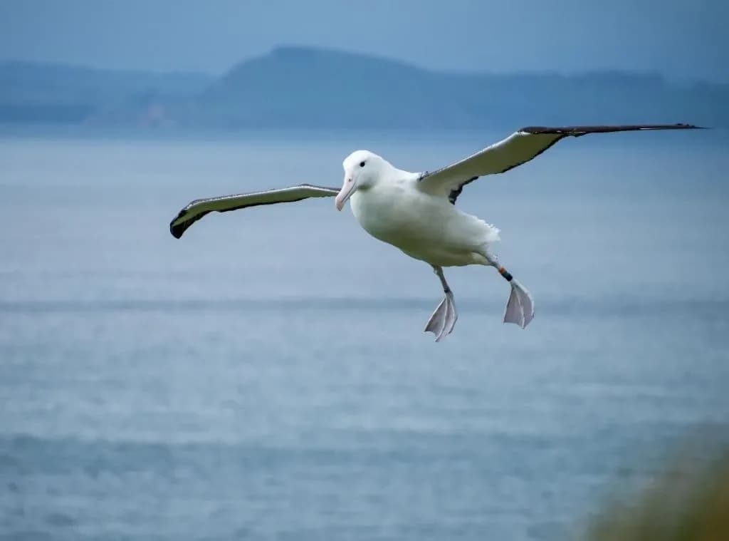 Royal Albatross Centre
