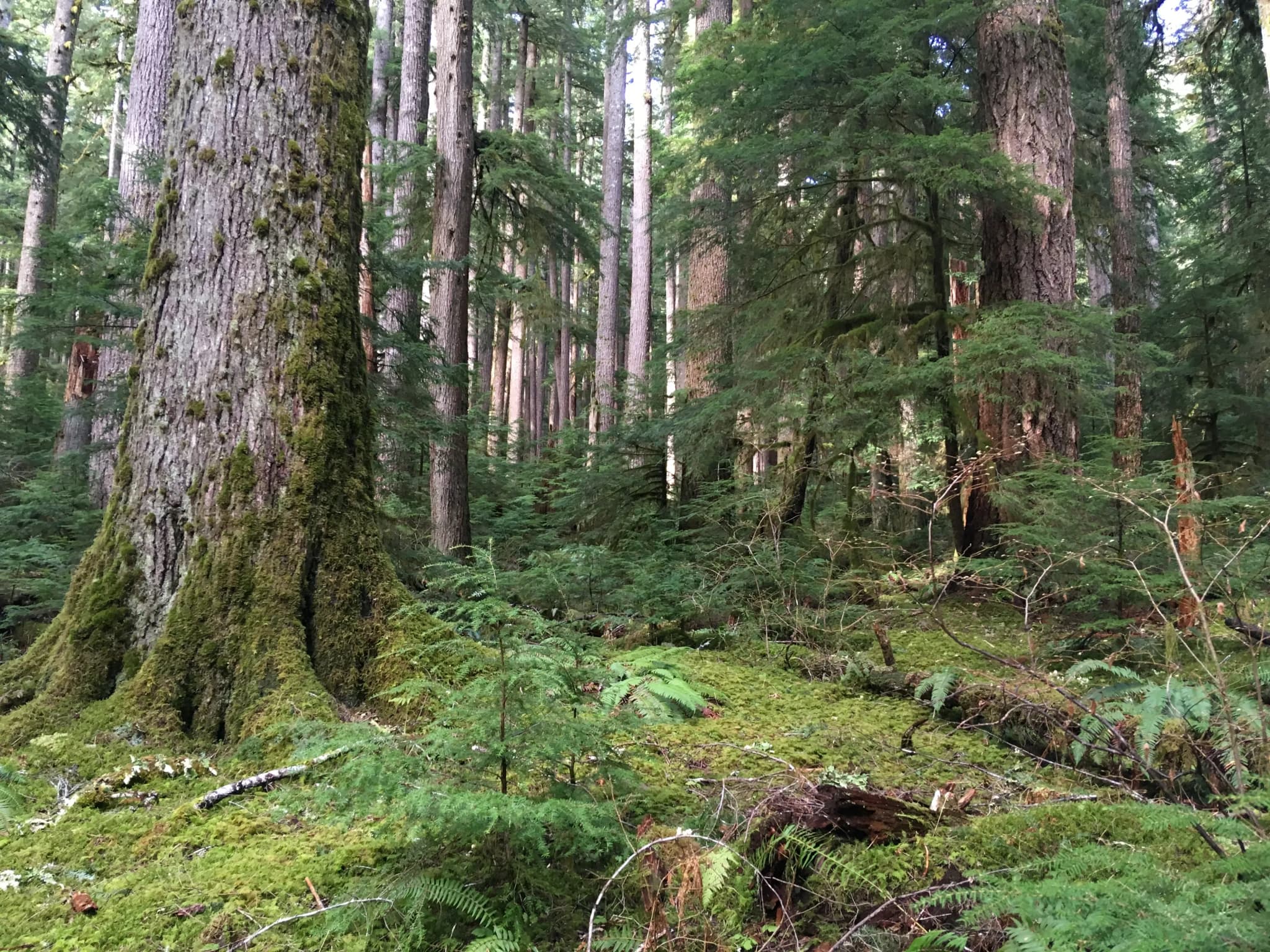 Der grüne Wanderweg im Regenwald des Olympic Nationalparks – ein unvergesslicher Ausblick in die wilde Natur.