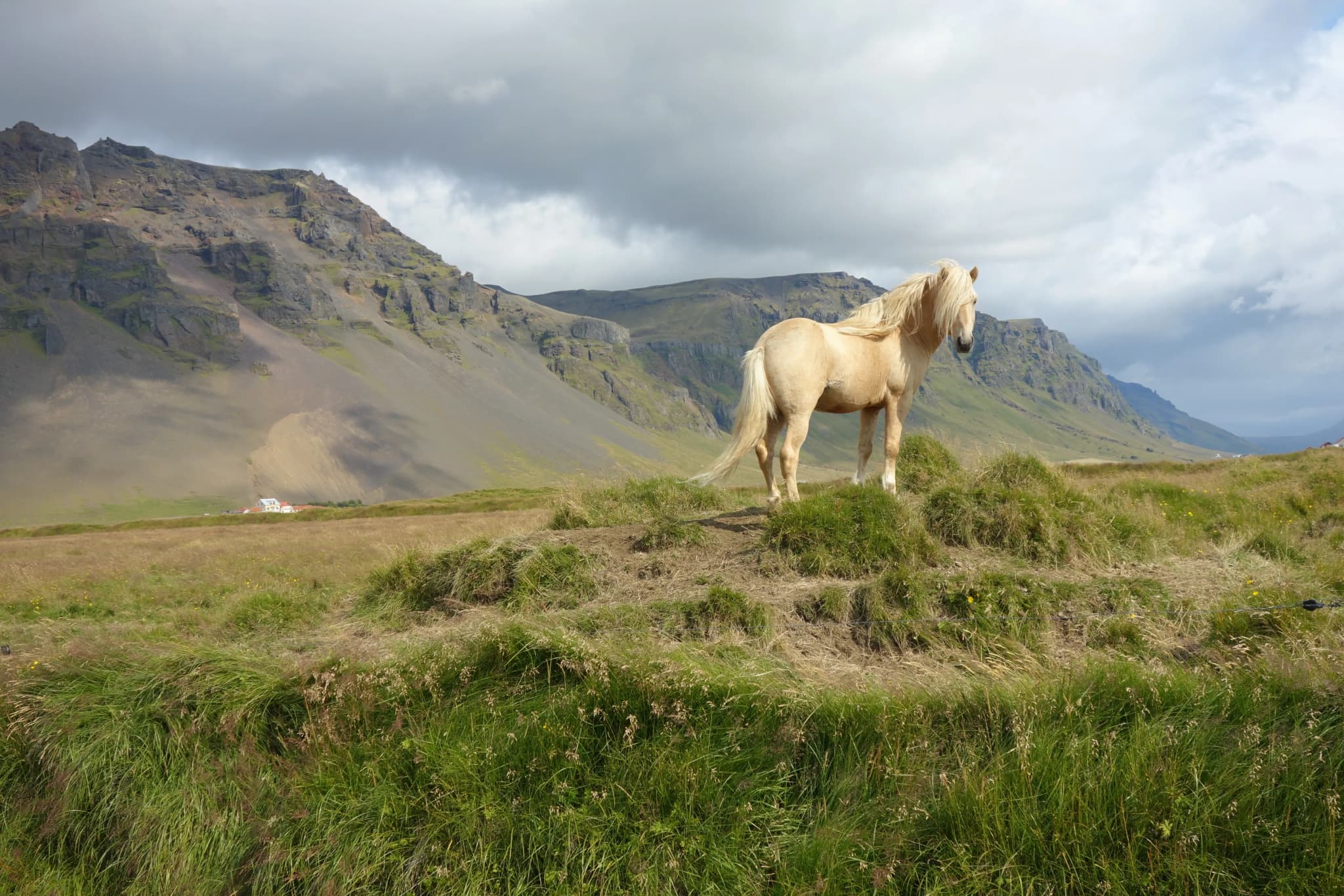 Island-Pferd