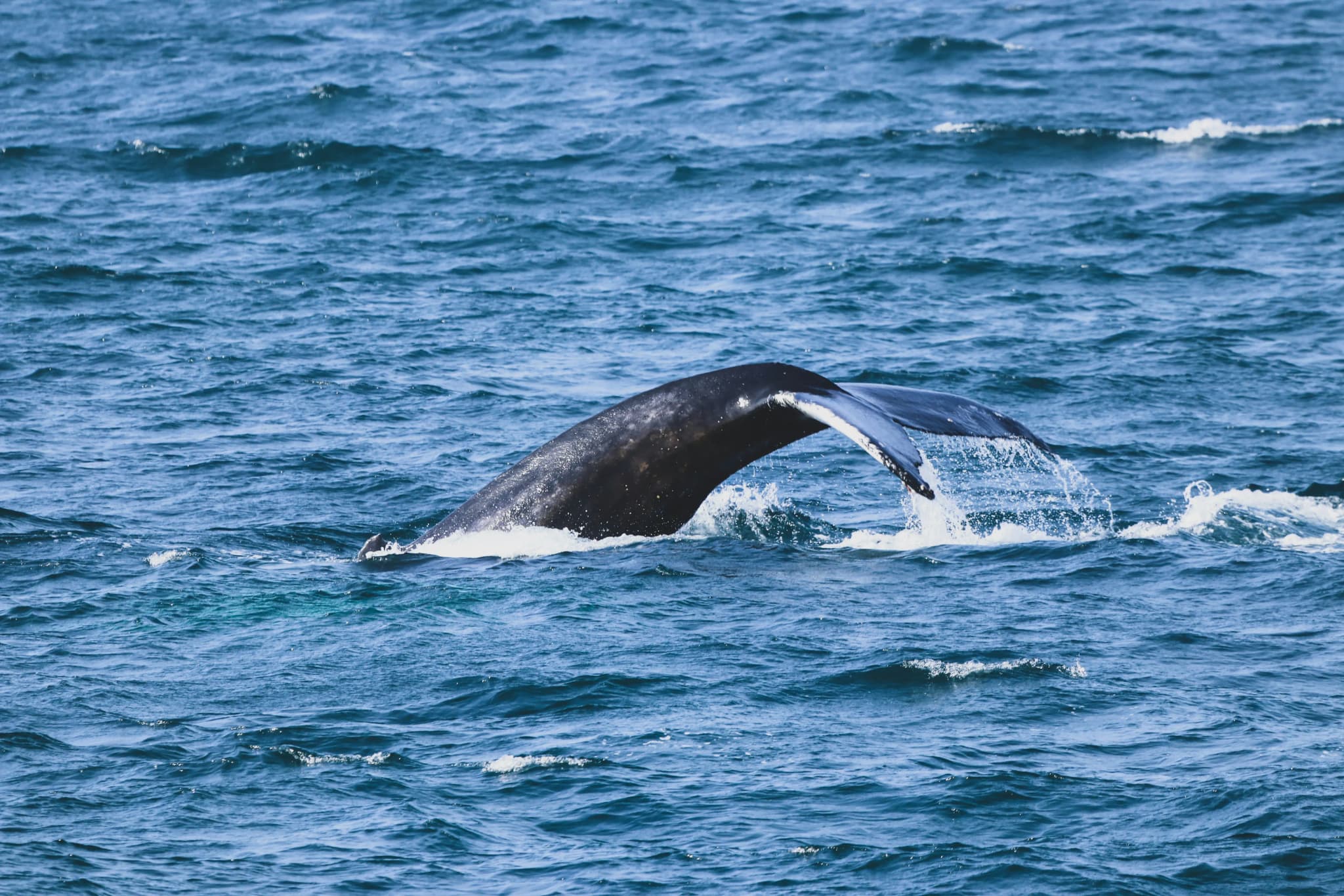 Whale Watching Húsavík