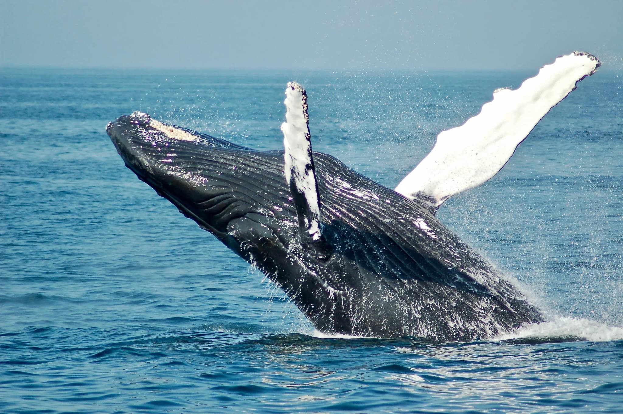 Vor der Küste Seattles taucht ein Buckelwal aus dem Wasser auf – ein faszinierender Anblick bei einer Whale-Watching-Tour im Nordwesten der USA..