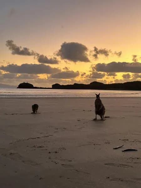 Kängurus bei Sonnenuntergang