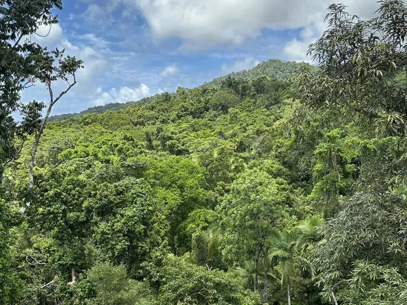 Urwald in Australien: der Daintree Forest
