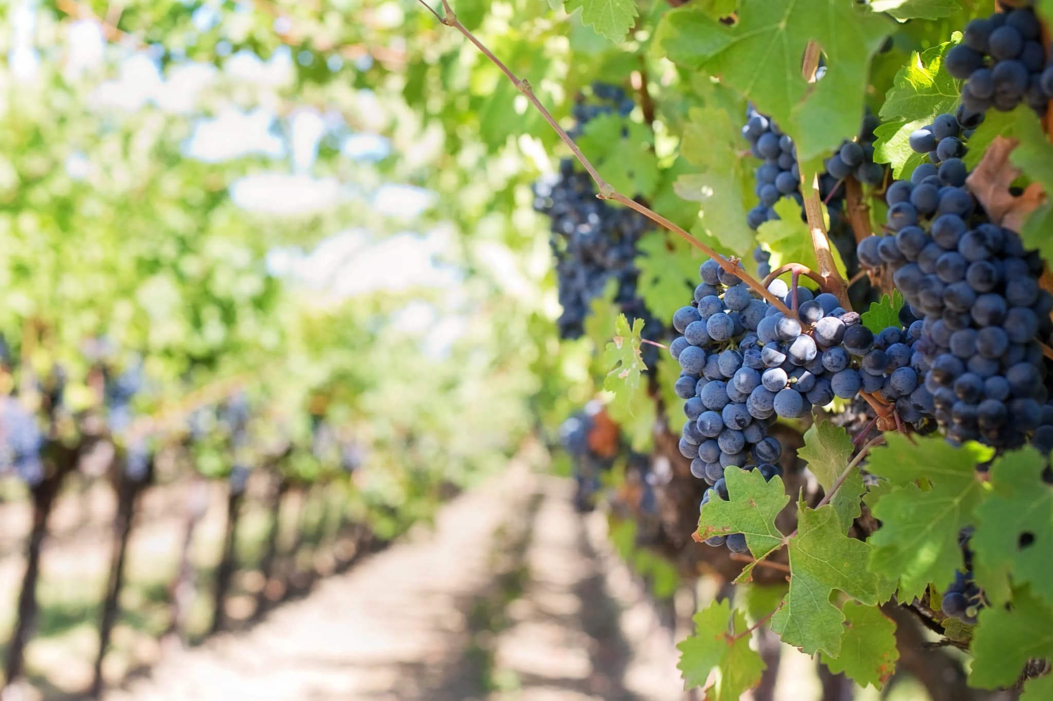 Barossa Valley