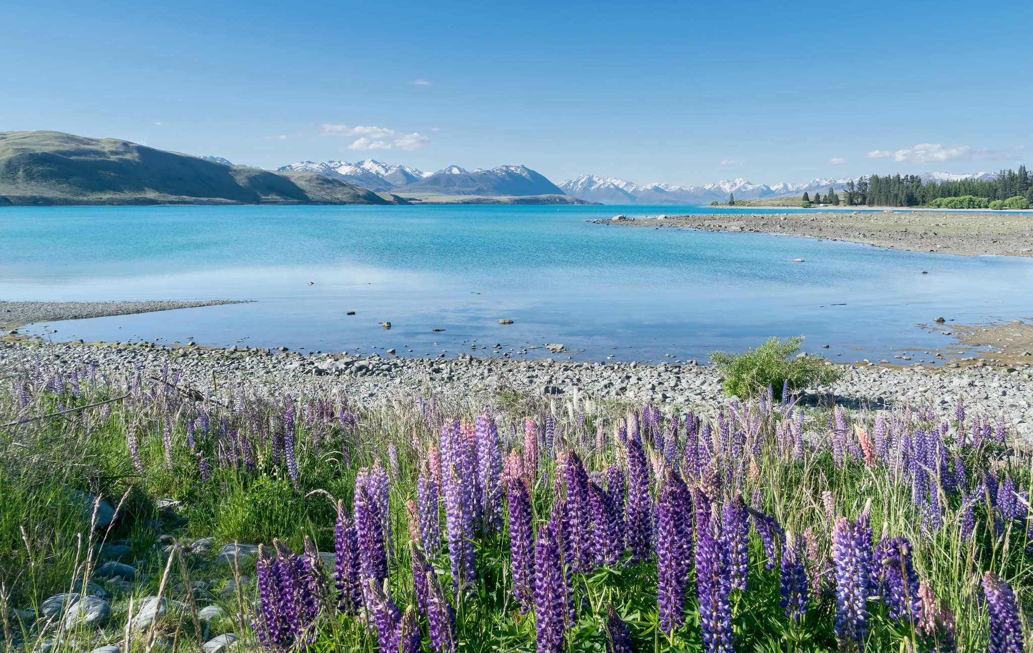Lake Tekapo liegt auf der Südinsel Neuseelands und ist vor allem für sein intensiv türkisblaues Wasser bekannt