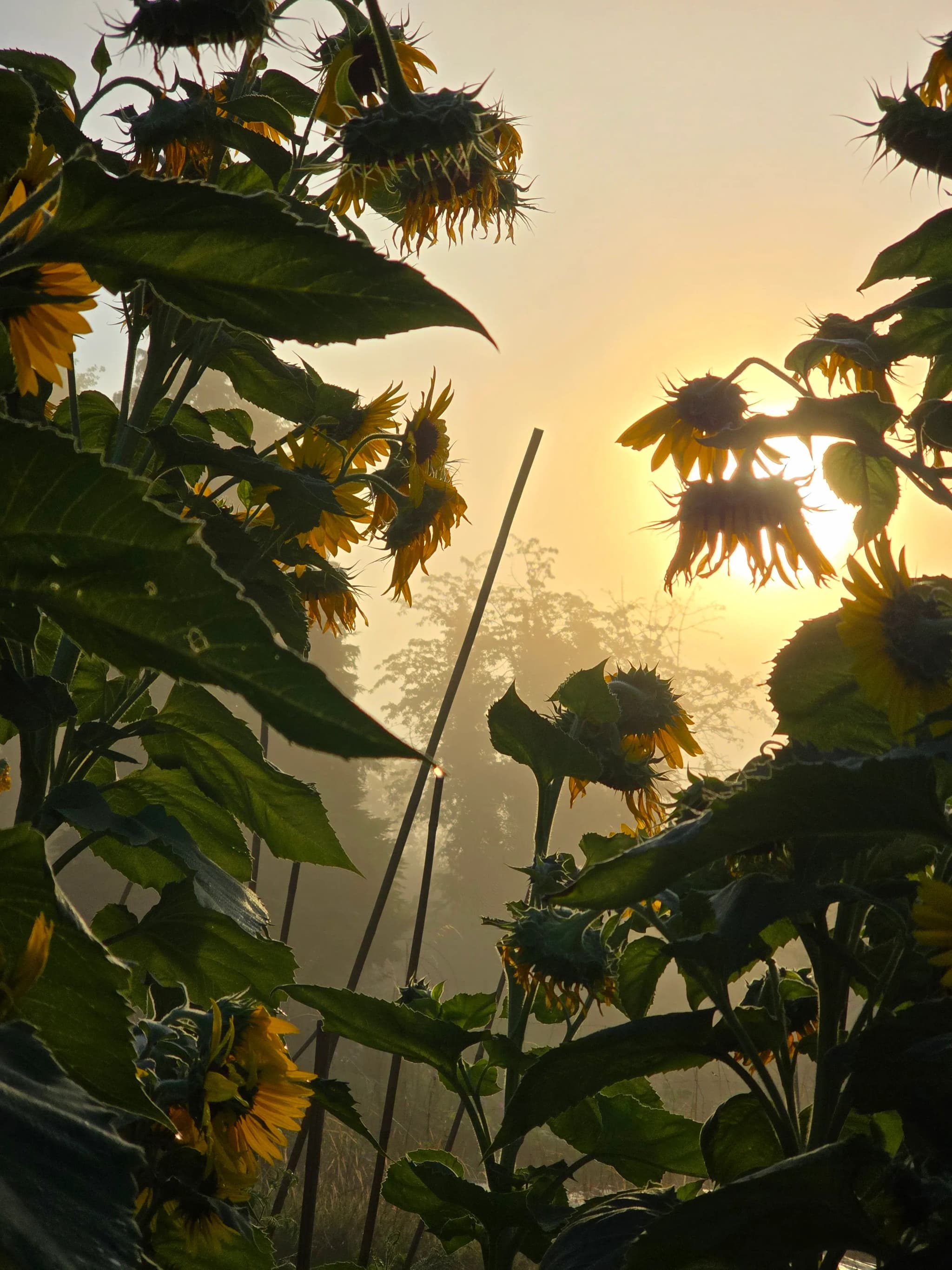 Sonnenblumen im nebligen Morgenlicht