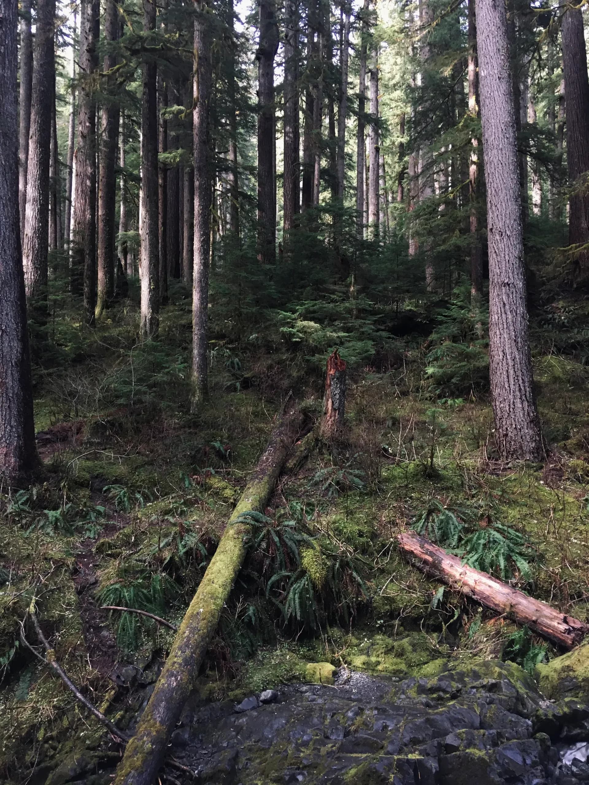Wald im Olympic Nationalpark