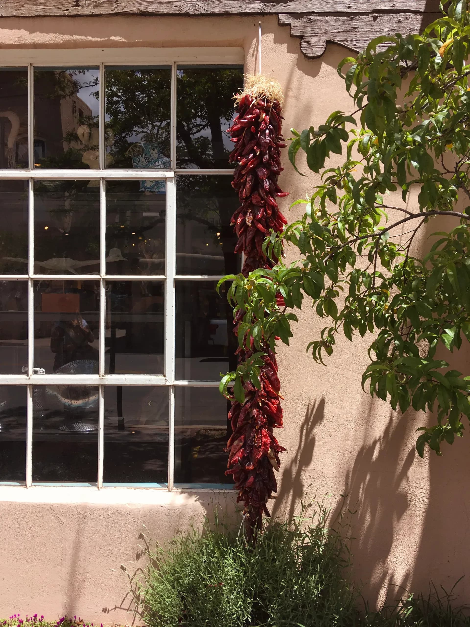 Chili vor Fenster