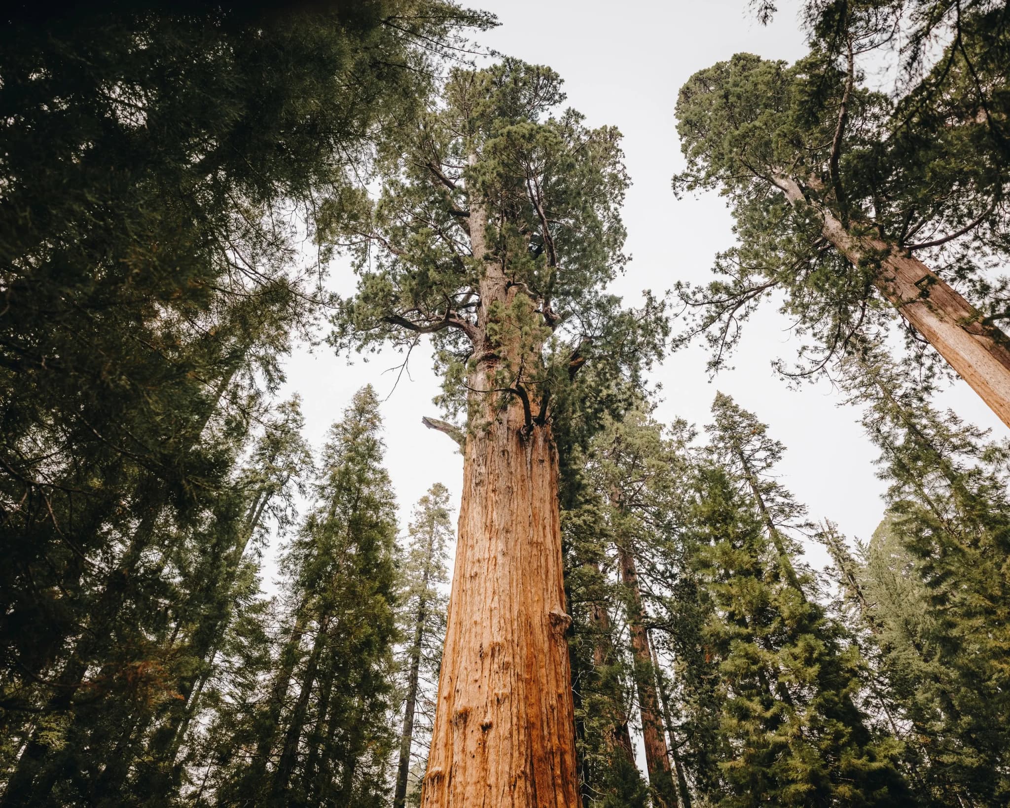 Sequoia Nationalpark