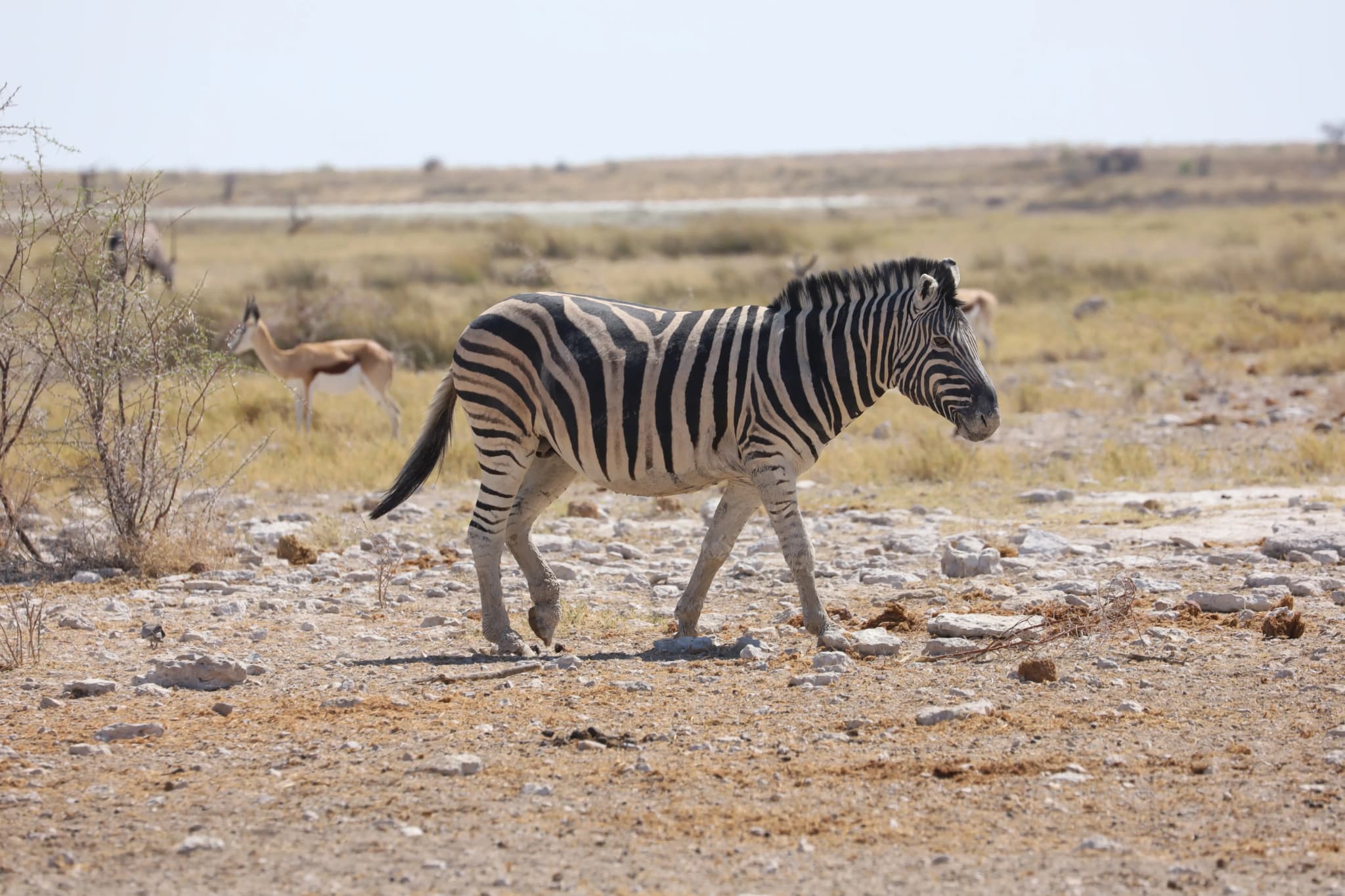 zebra im etosha national park