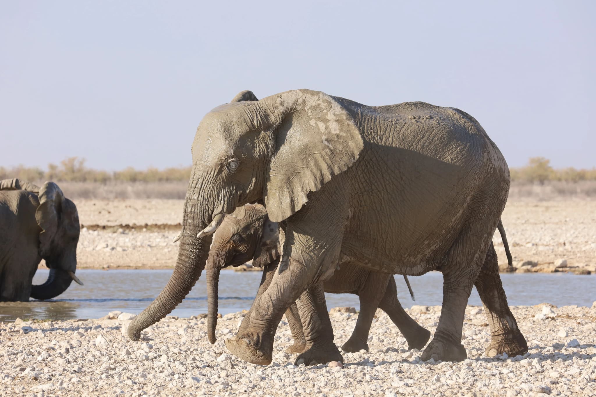 Guided Game Drive Namutoni