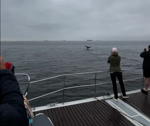 Whale Watching Walvis Bay