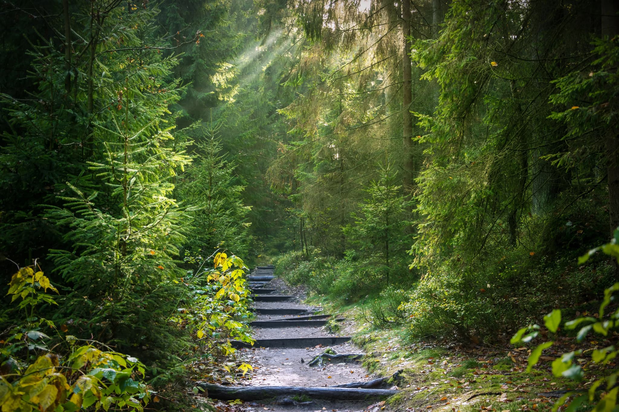 Hemlock and Hardwood Trail