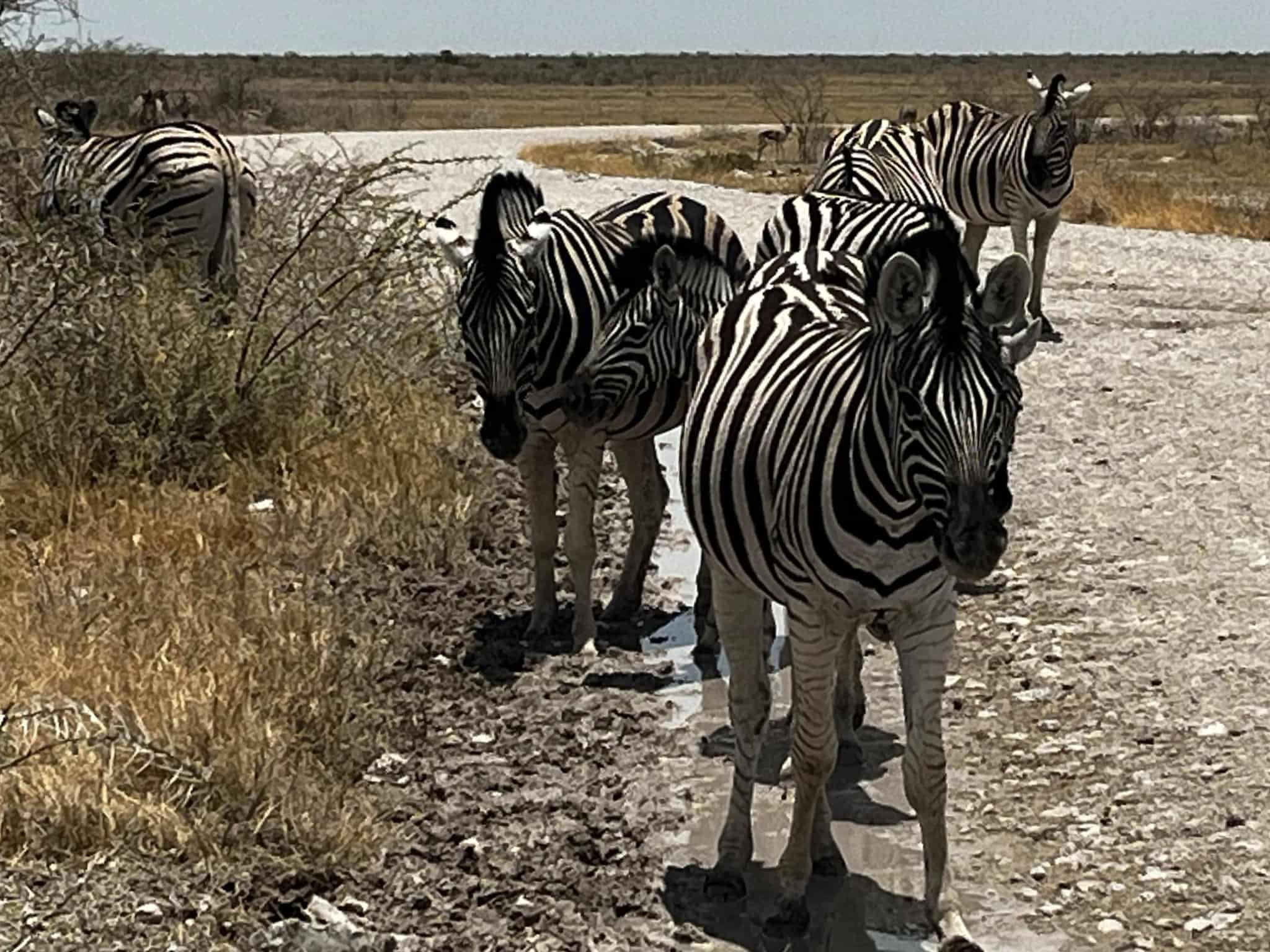 mehrere Zebras auf der Straße im Etosha National Park in Namibia