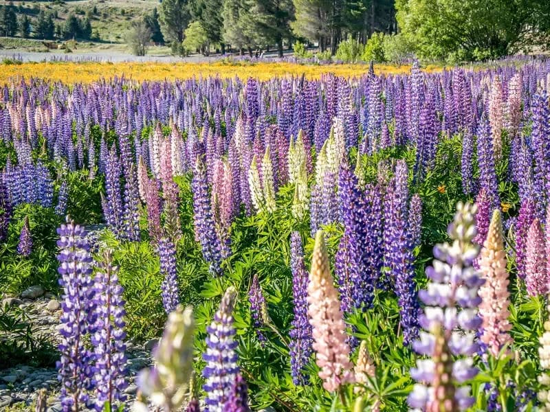 Lavendelfelder in Neuseeland im Sommer – beste Reisezeit für Sonnenliebhaber