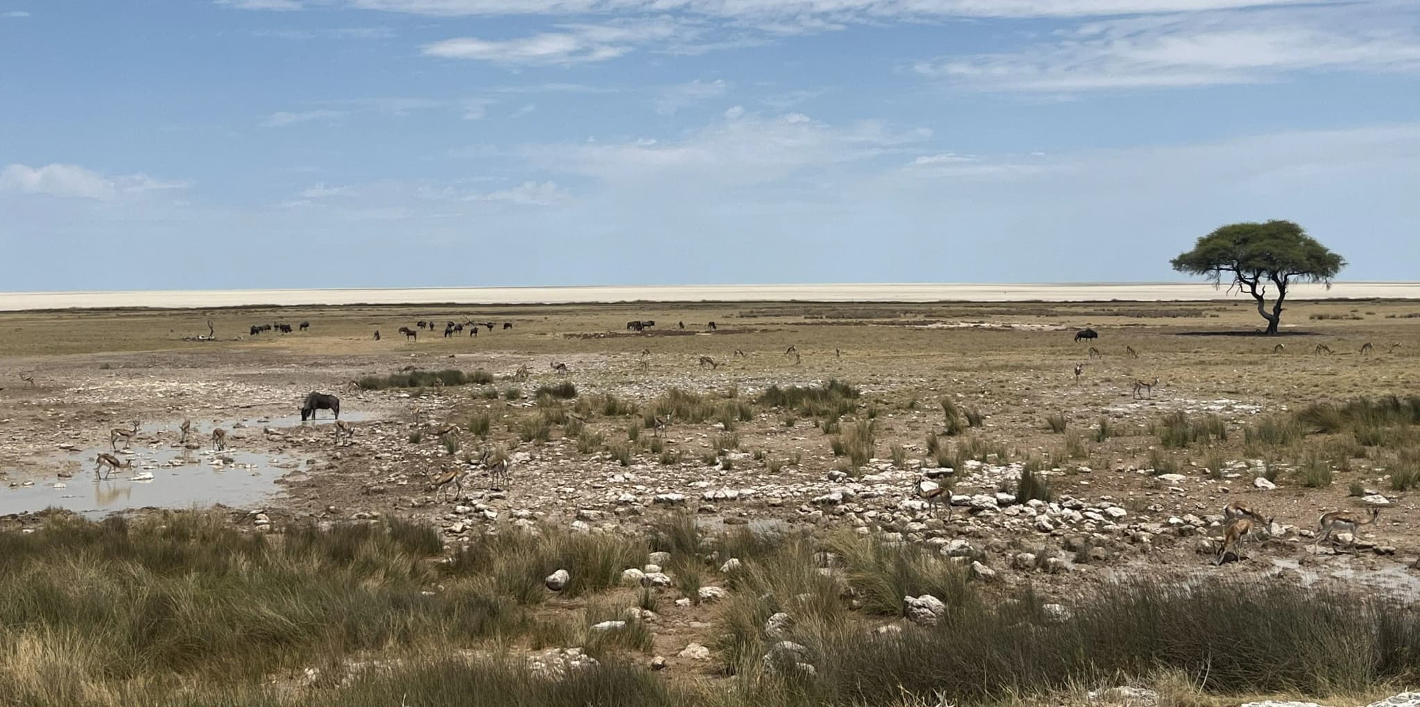 Den Etosha National Park mit 4WD Camper erkunden