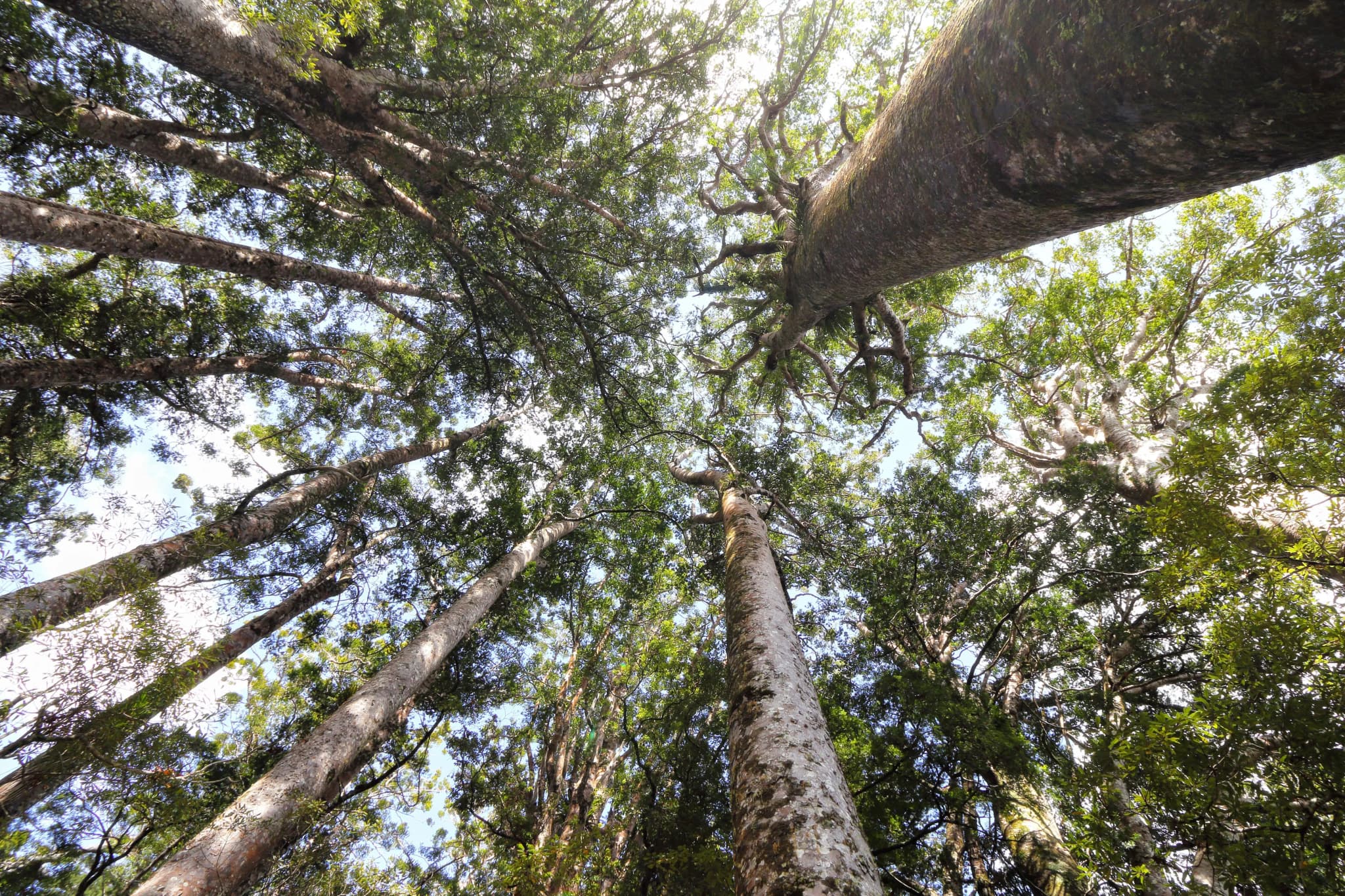 Blick in die Baumkronen der Kauri Bäume in Neuseeland von unten