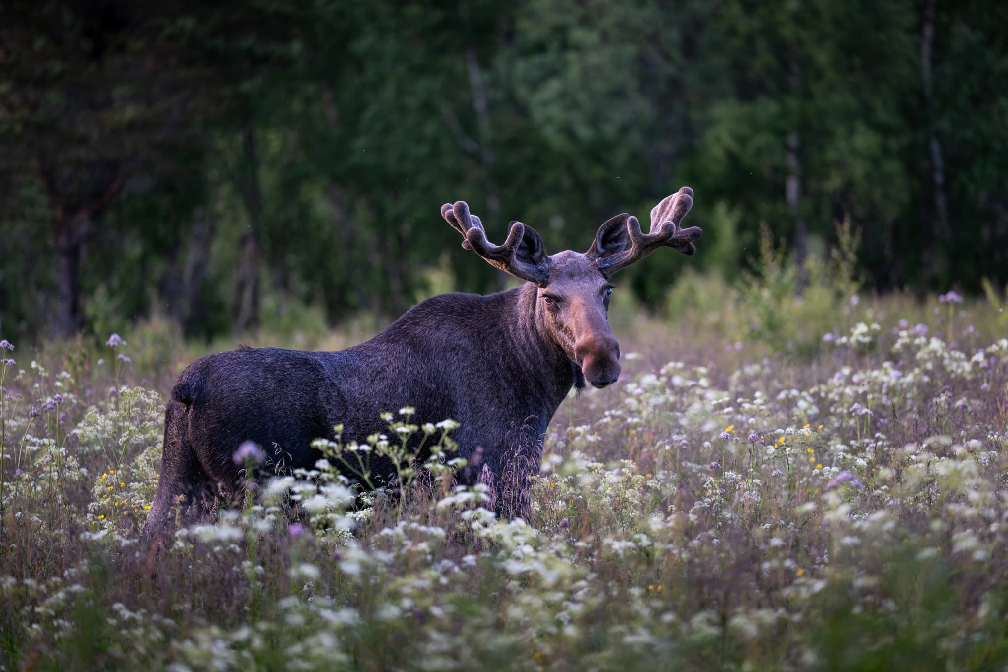 Algonquin Provincial Park