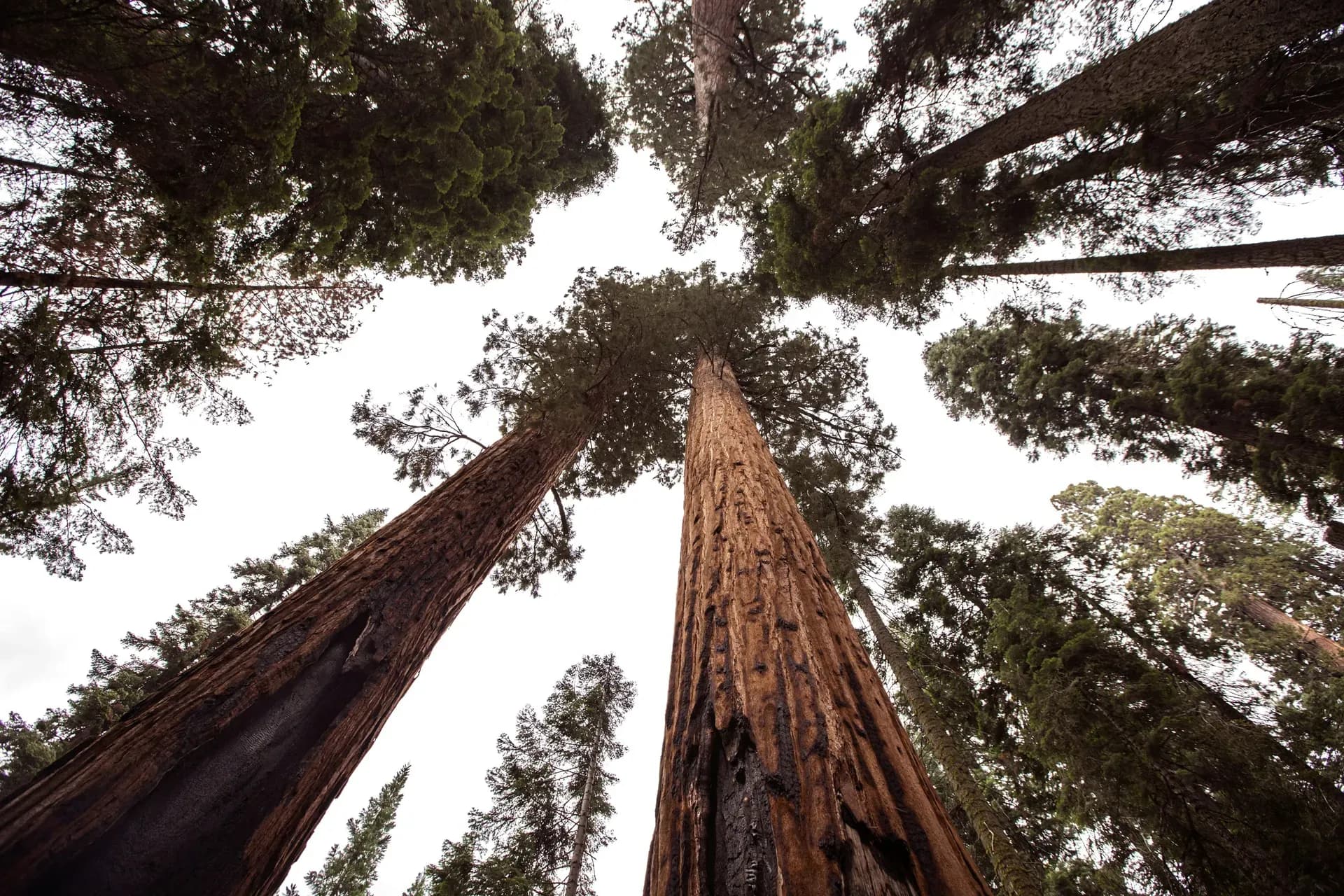 Sequoia Nationalpark