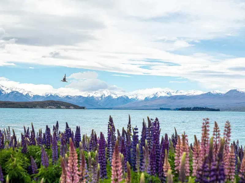 Lake Tekapo Lupinen Gletschersee Berge neuseeländische Alpen als einer der Sehenswürdigkeiten in Neuseeland