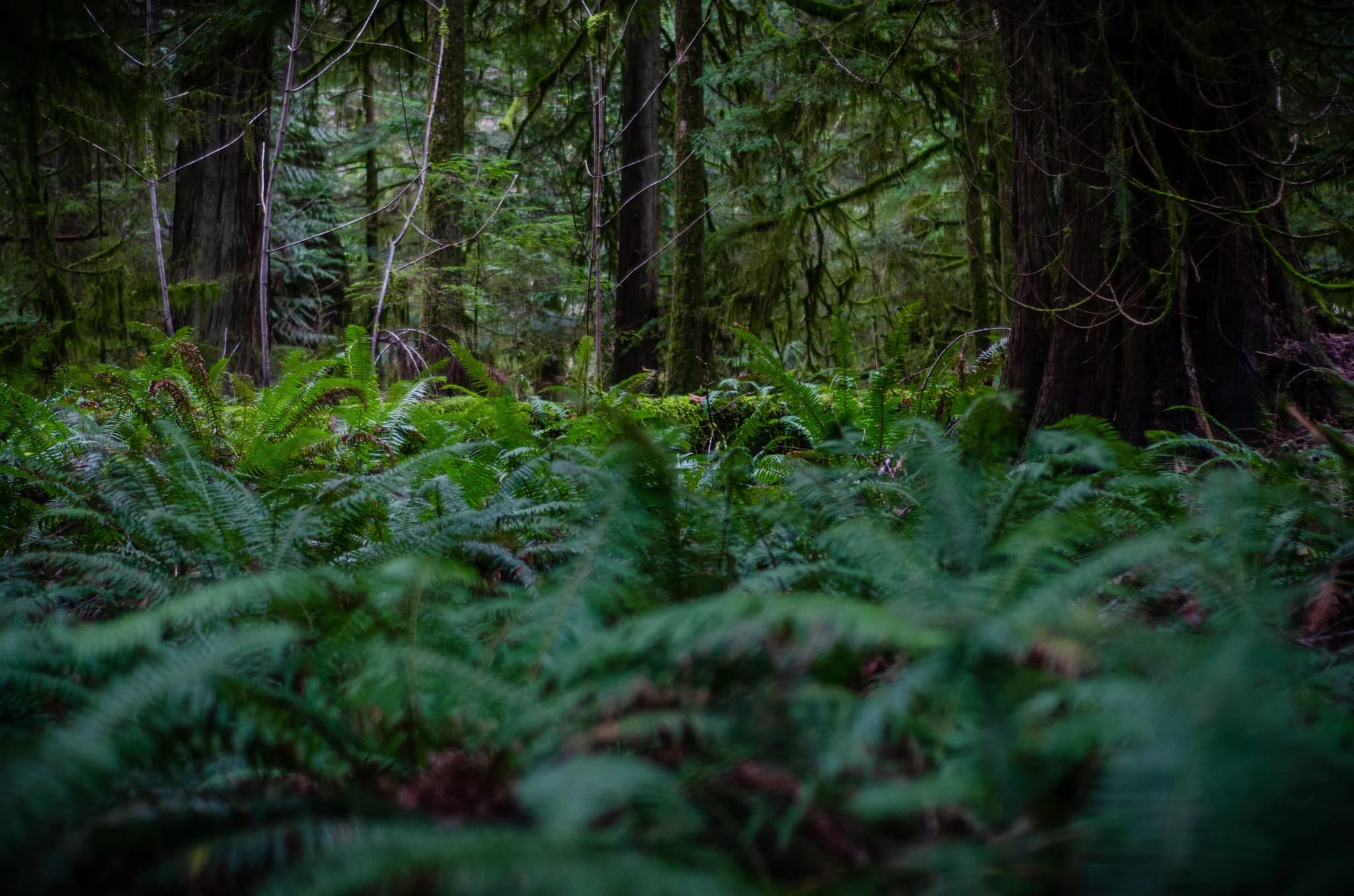 Cathedral Grove