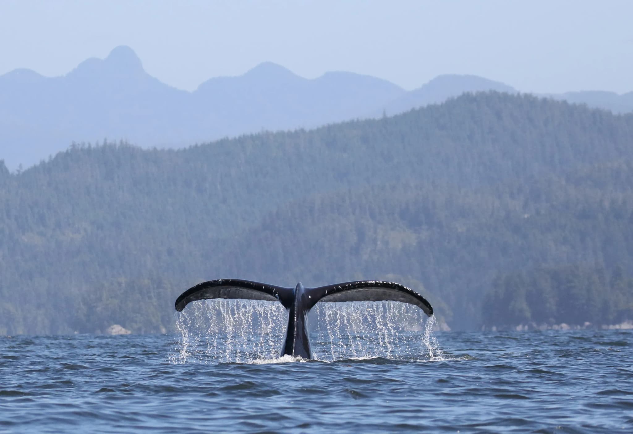Die Tierwelt in Kanada ist sehr spannend