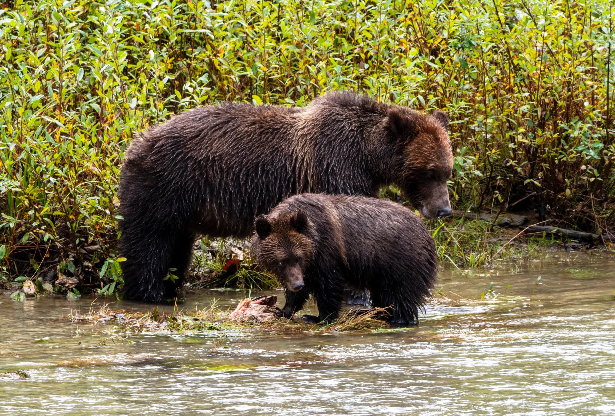 Pacific Rim National Park Reserve