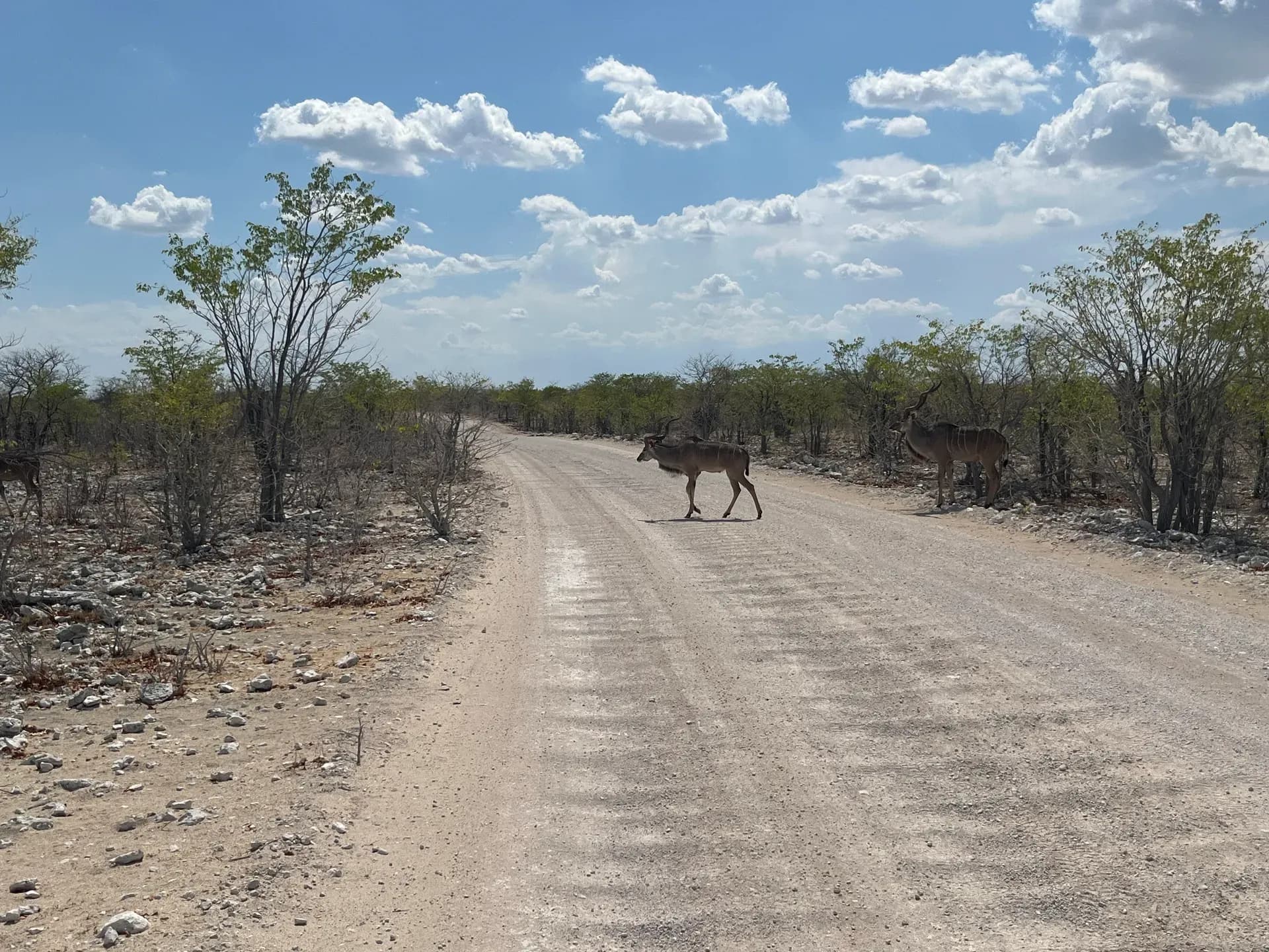 Antilopen in Namibia auf Straße ohne die Bush Villa von Africa on Wheels