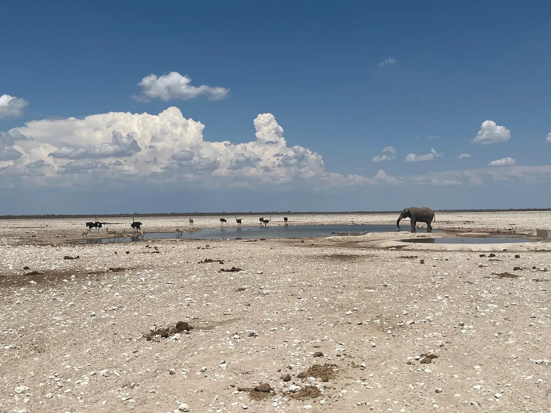 Elefant und Strauße in Namibia ohne den Toyota Landcruiser 76 von Africa on Wheels