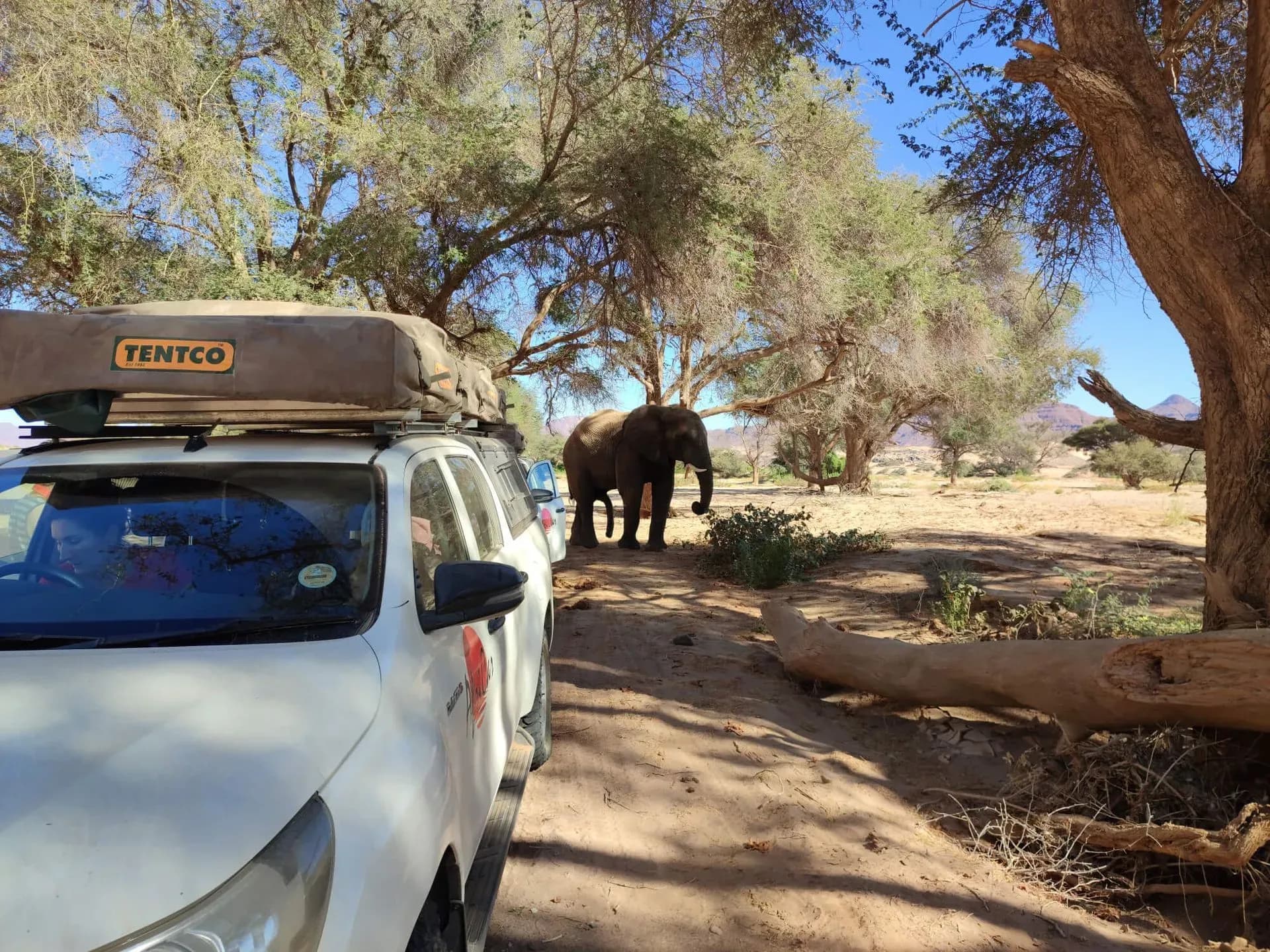 Namibia, AfriCar Hire, Premium Toyota Hilux 2 Pax, Ansicht Elefant
