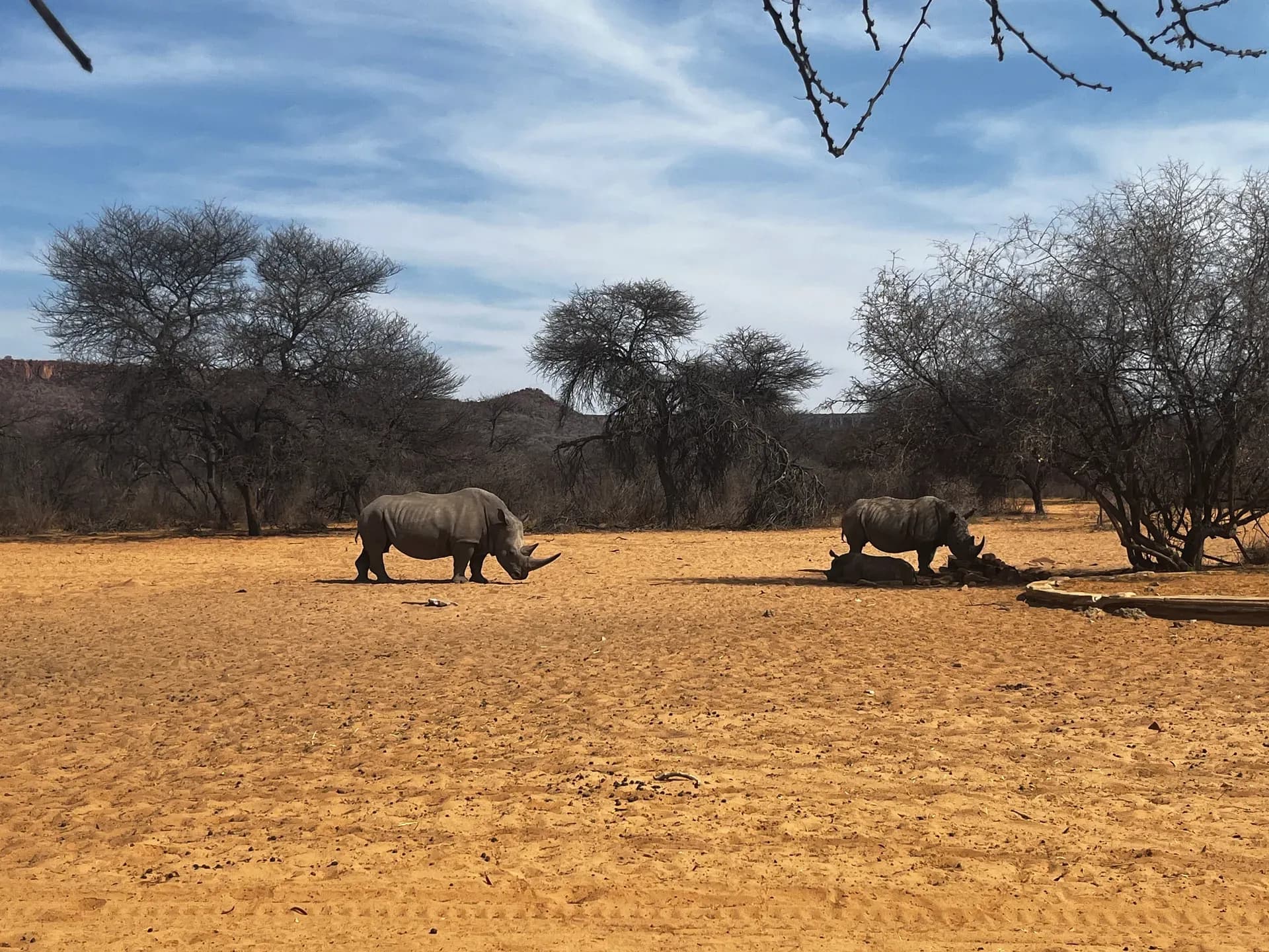 Bild von Nashörnern am Waterberg in Namibia ohne den STANDARD Isuzu D-Max 1.9D LX von Gracious Whisp Car Rentals