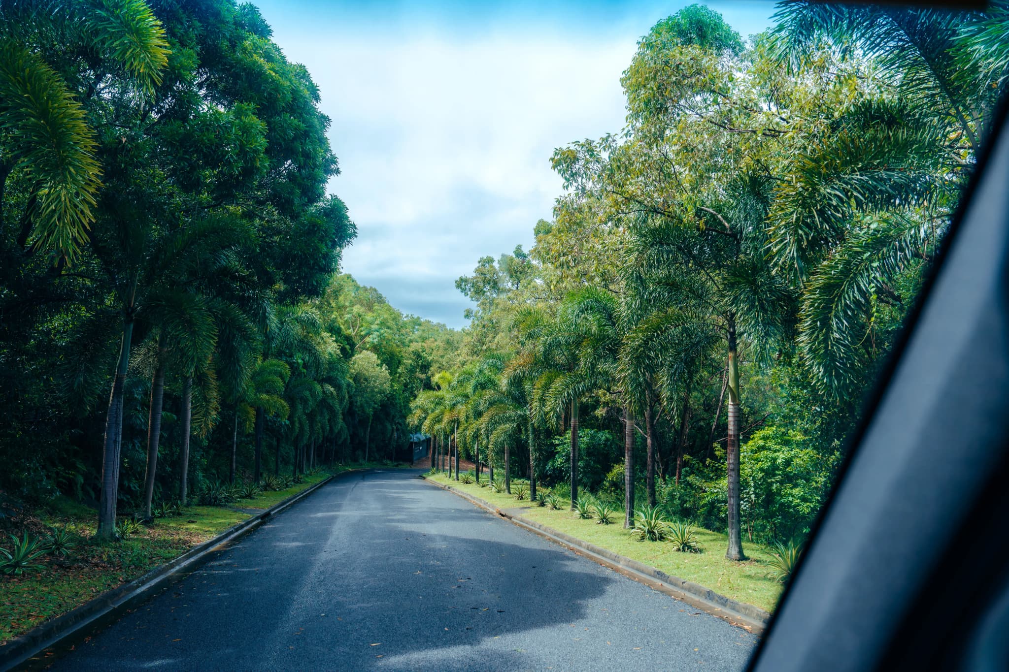 Straße durch einen grünen, dichten Wald in Australien