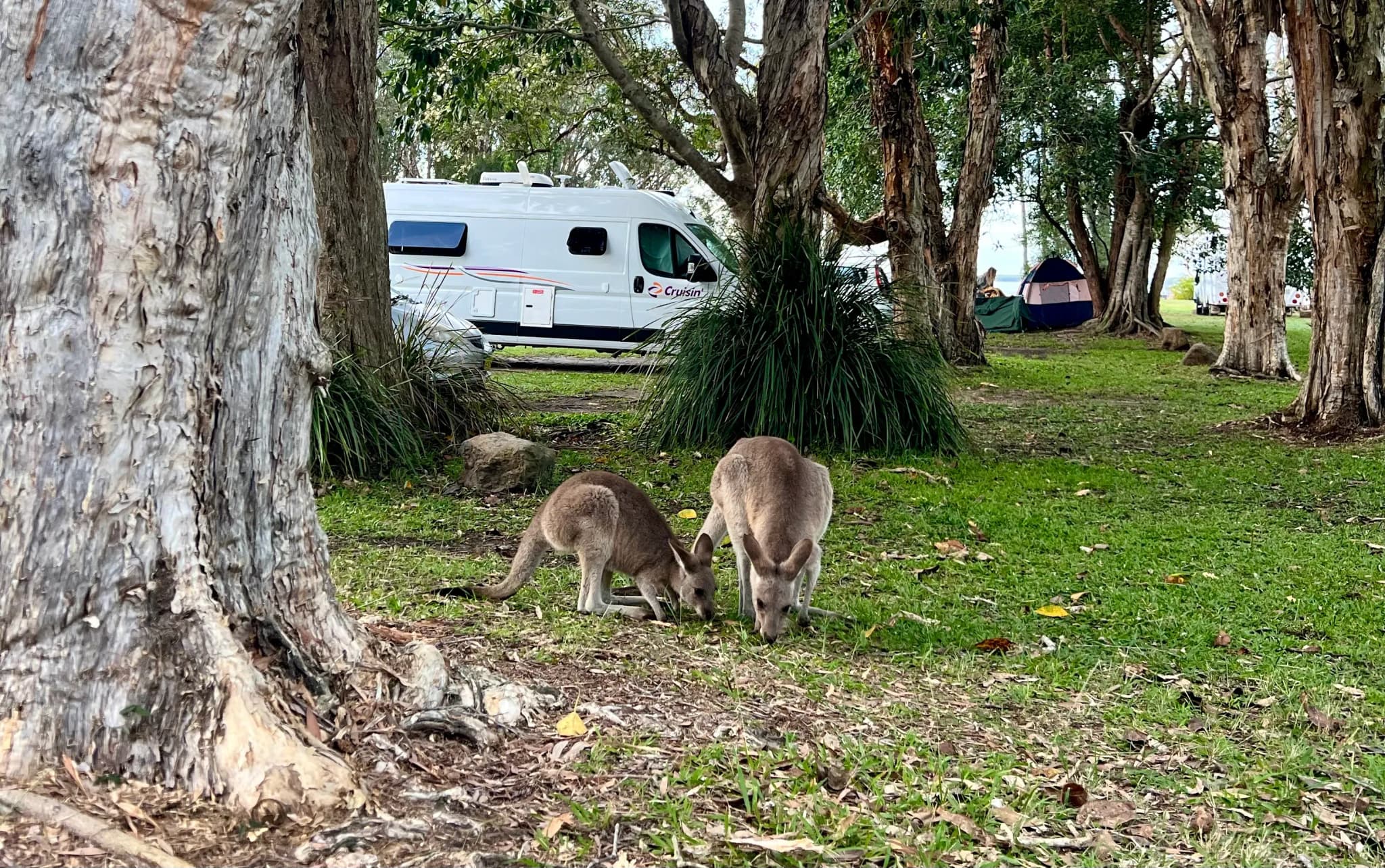 Kängurus um Vordergrund eines Campers auf einem Campingplatz in Australien