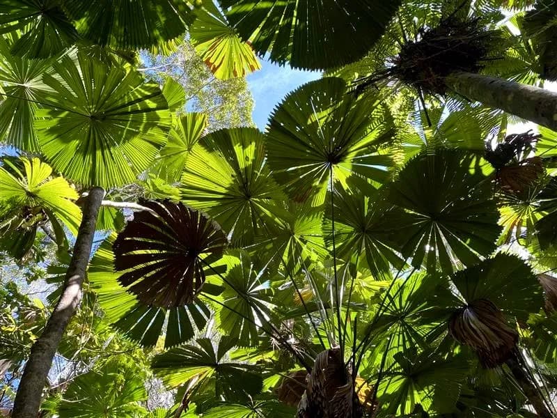 Der Daintree Rainforest in Australien