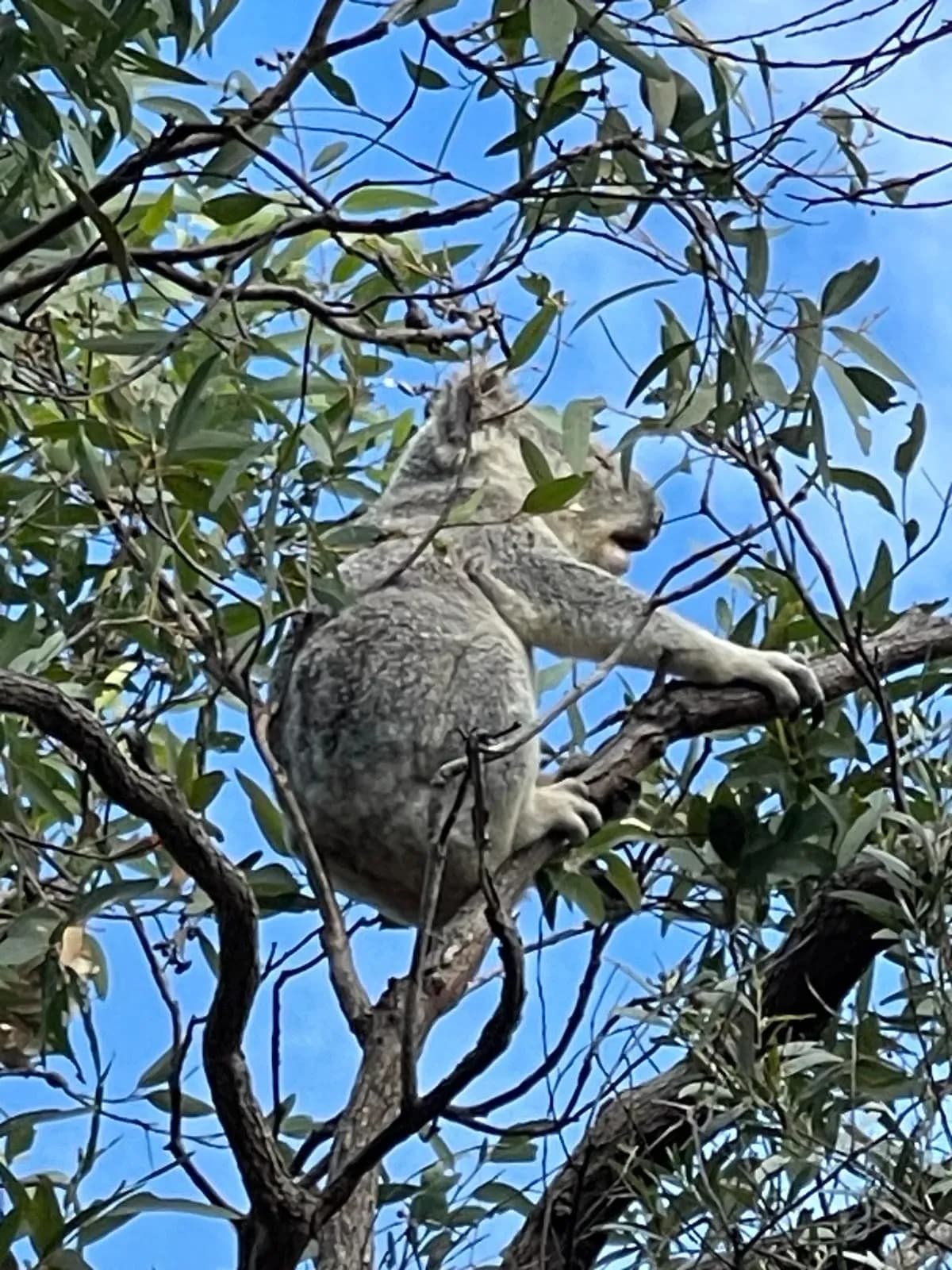Koala auf Magentic Island