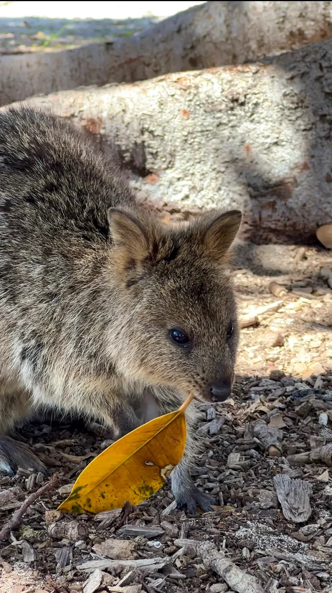 Quokka auf Rottnest Island bei Perth