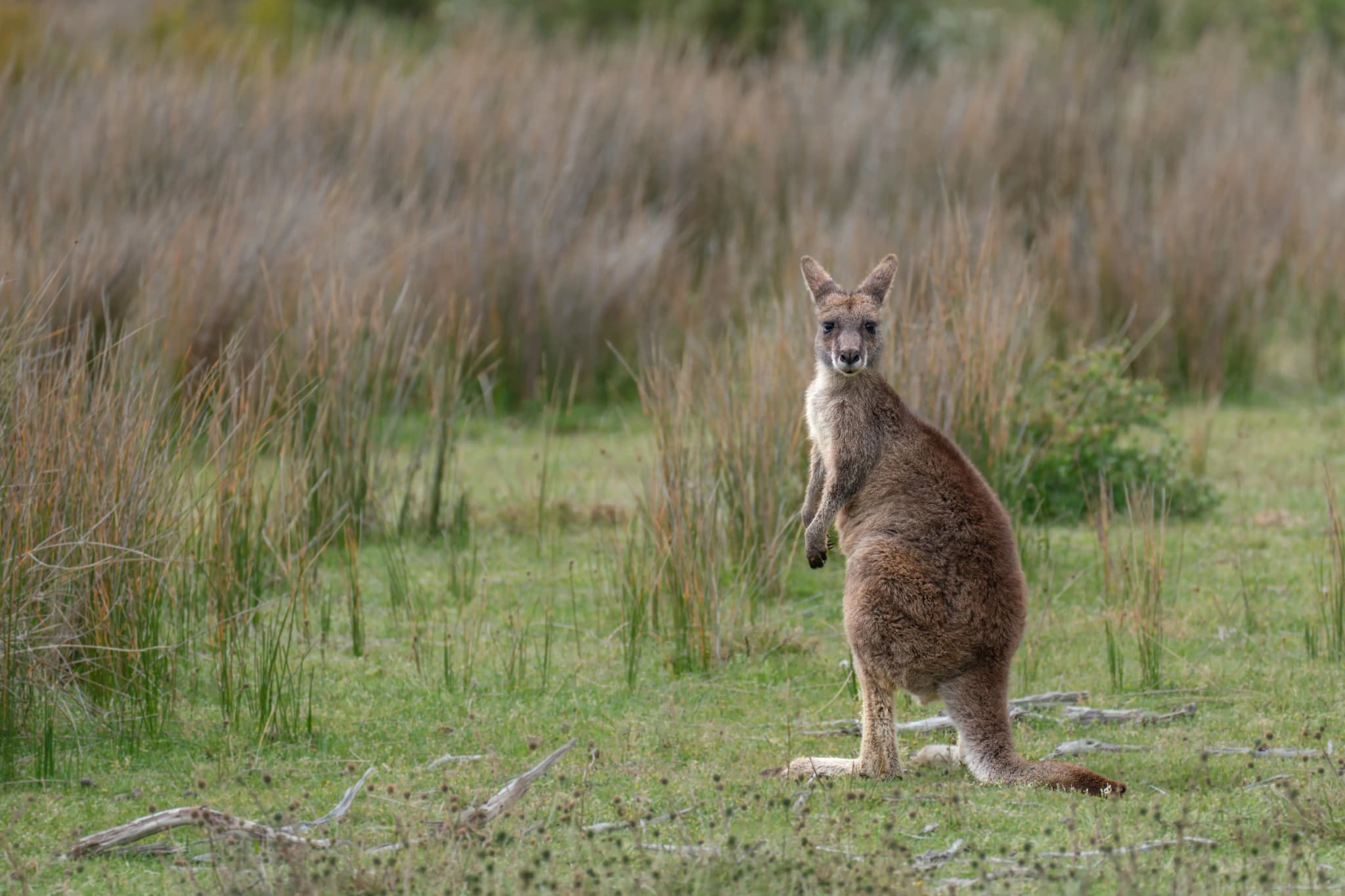 Kangaroo Island