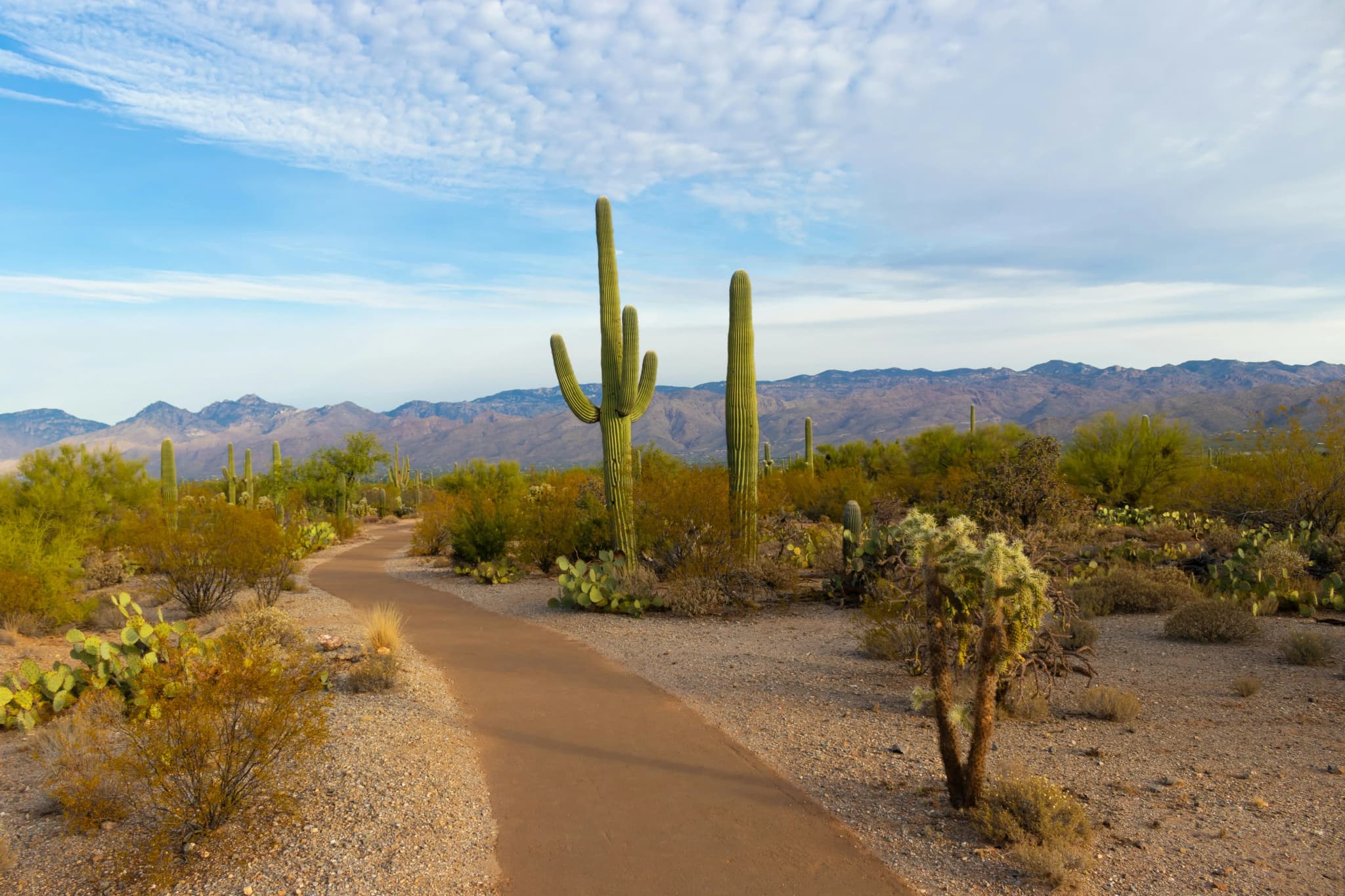 Saguaro Nationalpark (Arizona)