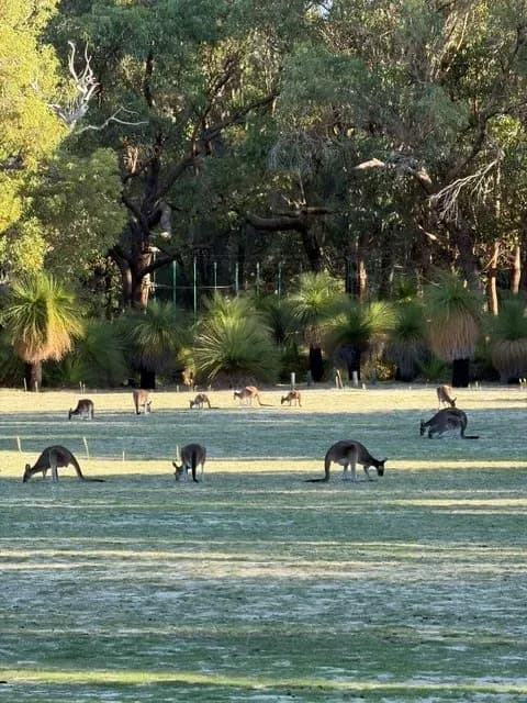 Kängurus auf dem White Oval Campground im Yanchep Nationalpark in Western Australia