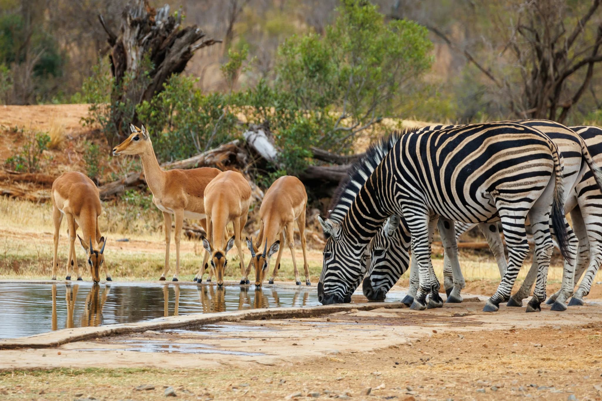 Johannesburg - Panorama Route - Krüger Nationalpark