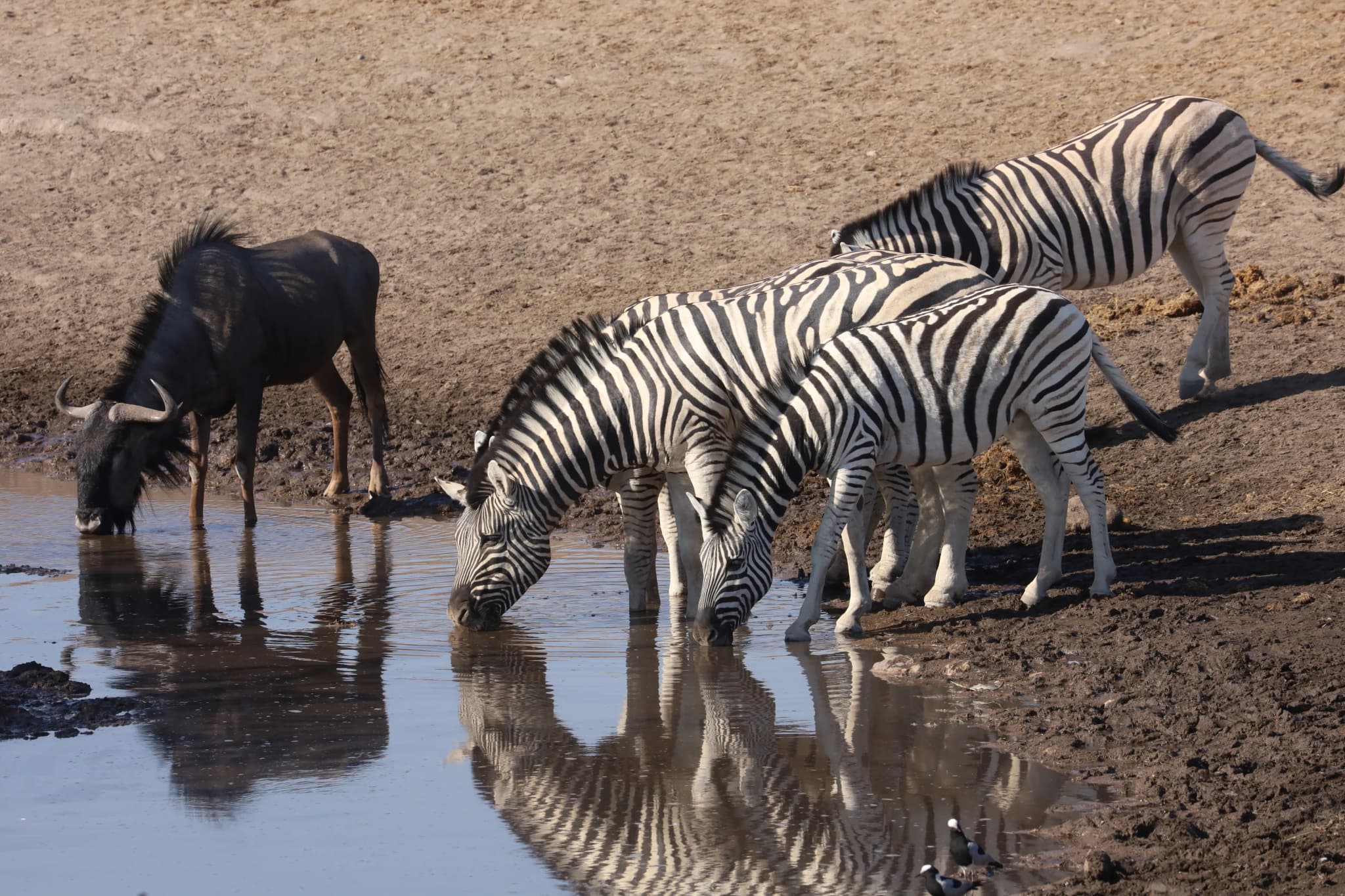 Etosha National Park