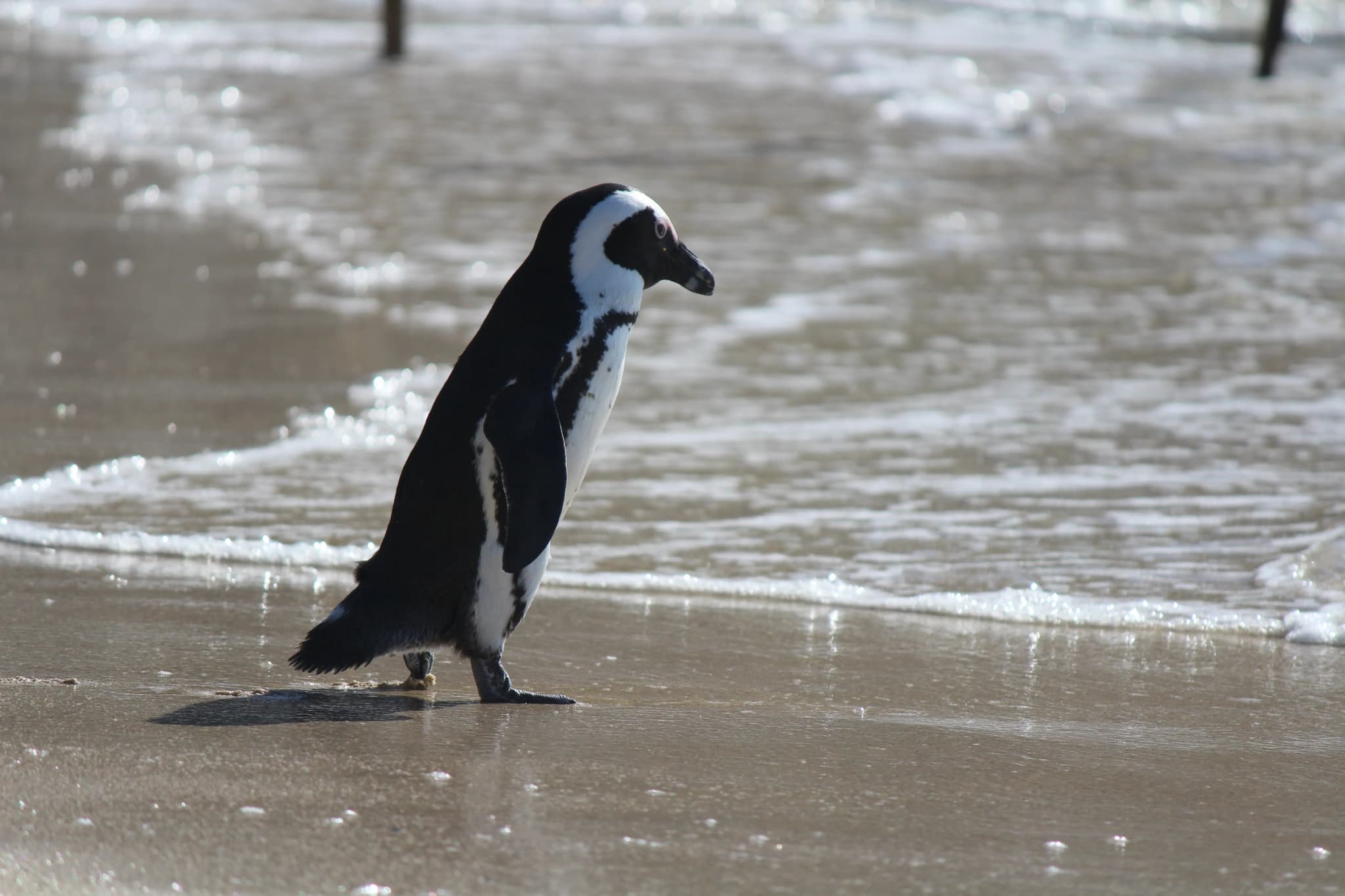 Boulders Beach