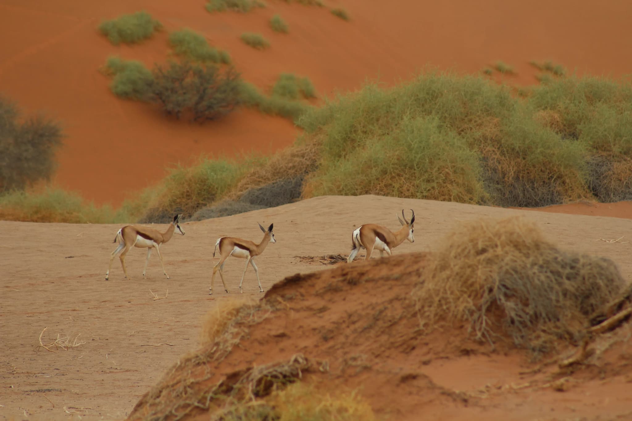 Big Mama - Sossusvlei