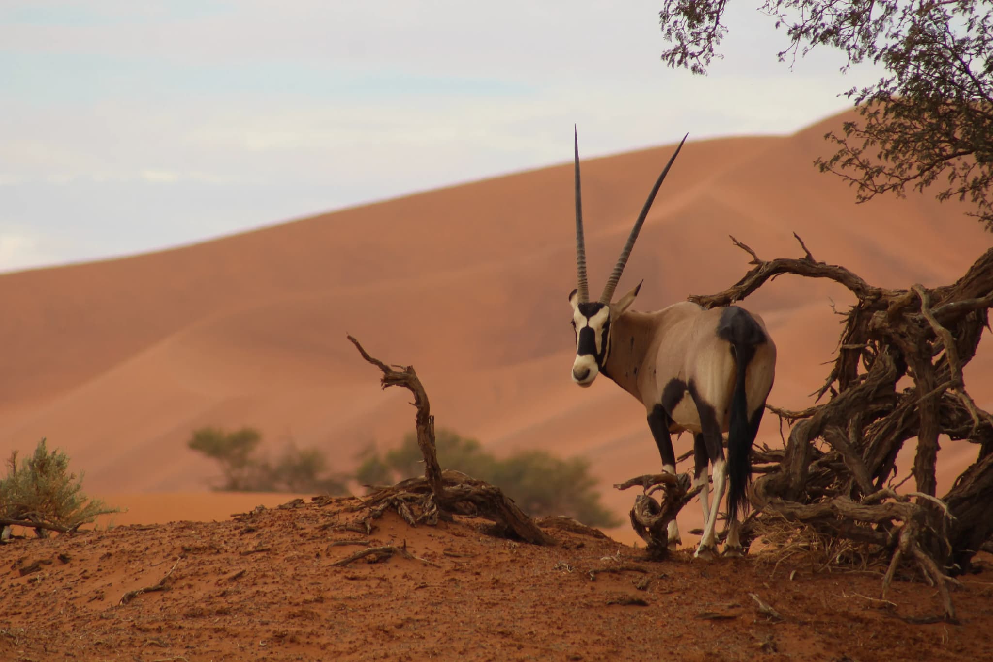 Sossusvlei