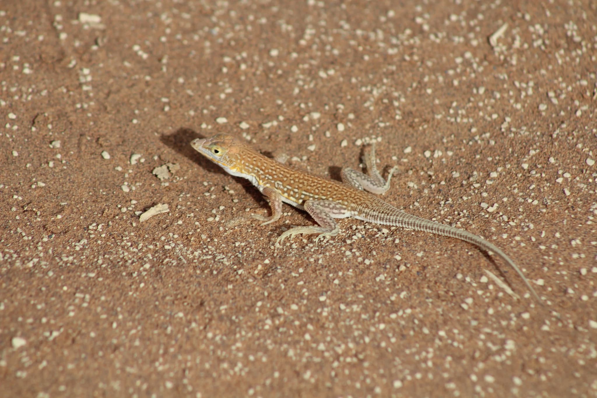 Big Daddy - Sossusvlei