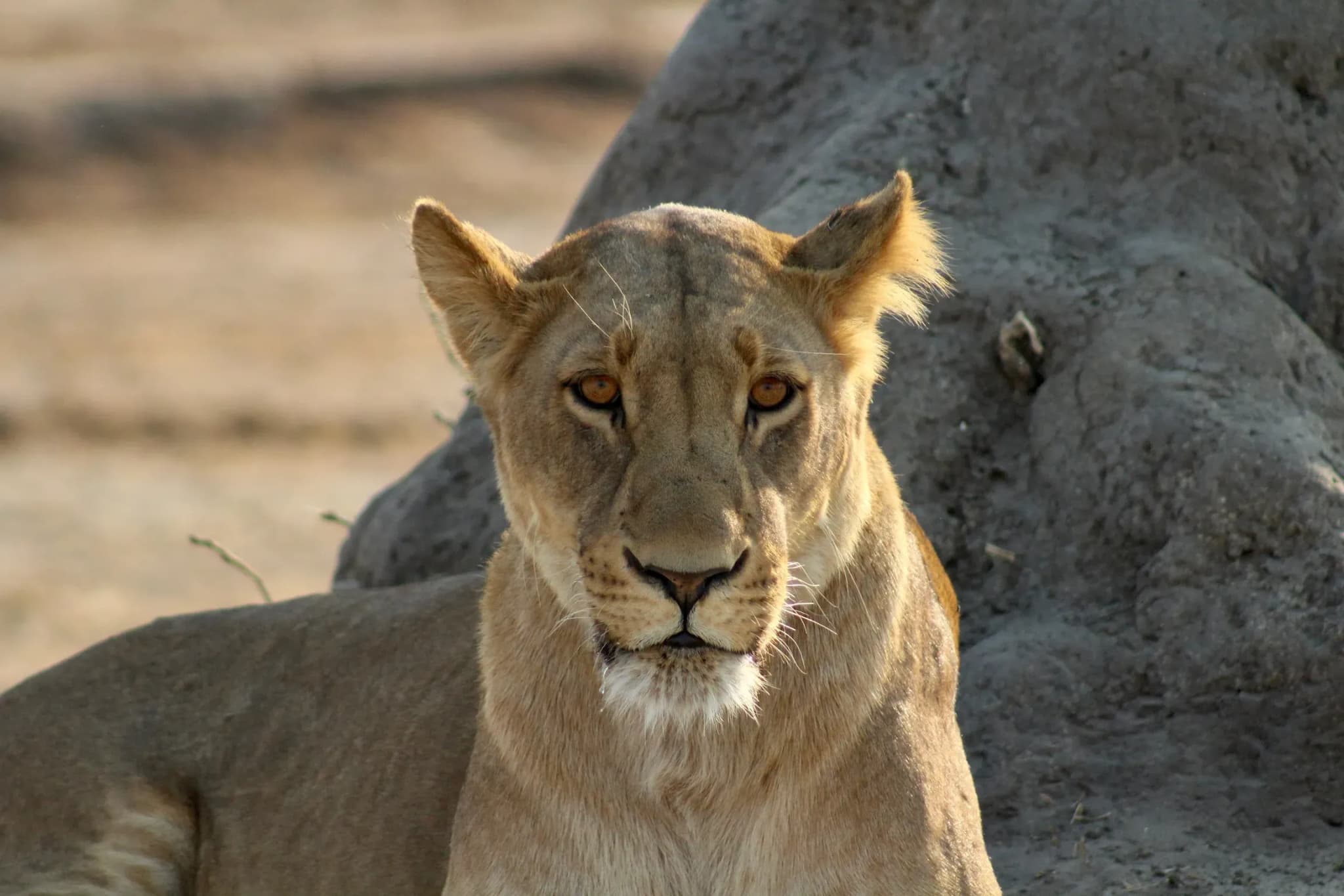 Satara Rest Camp - Kruger National Park