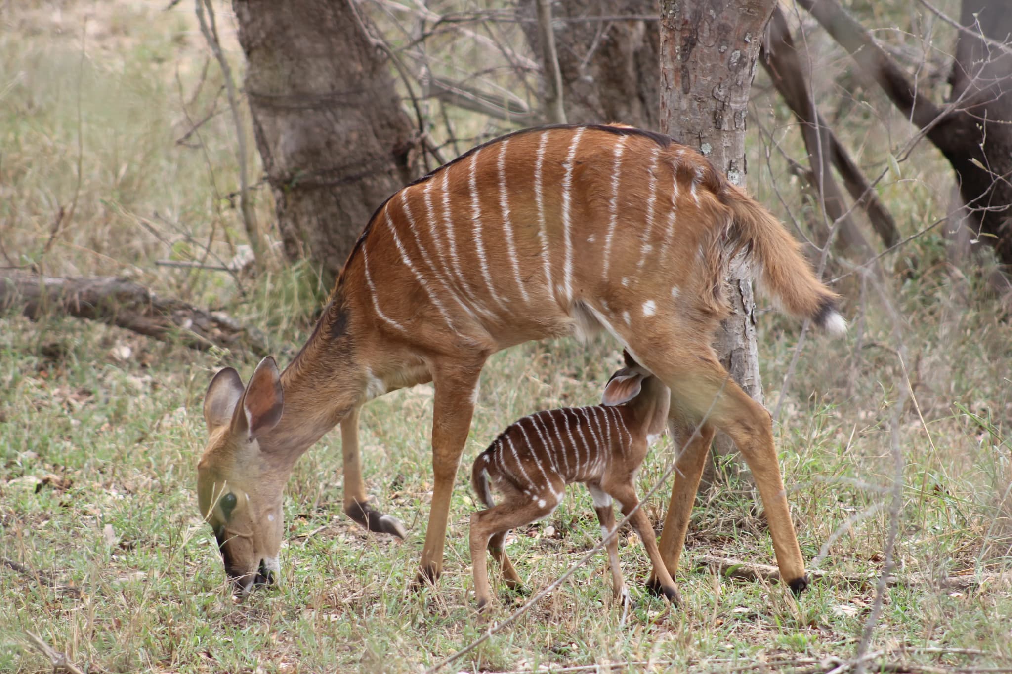 Punda Maria Rest Camp - Kruger National Park