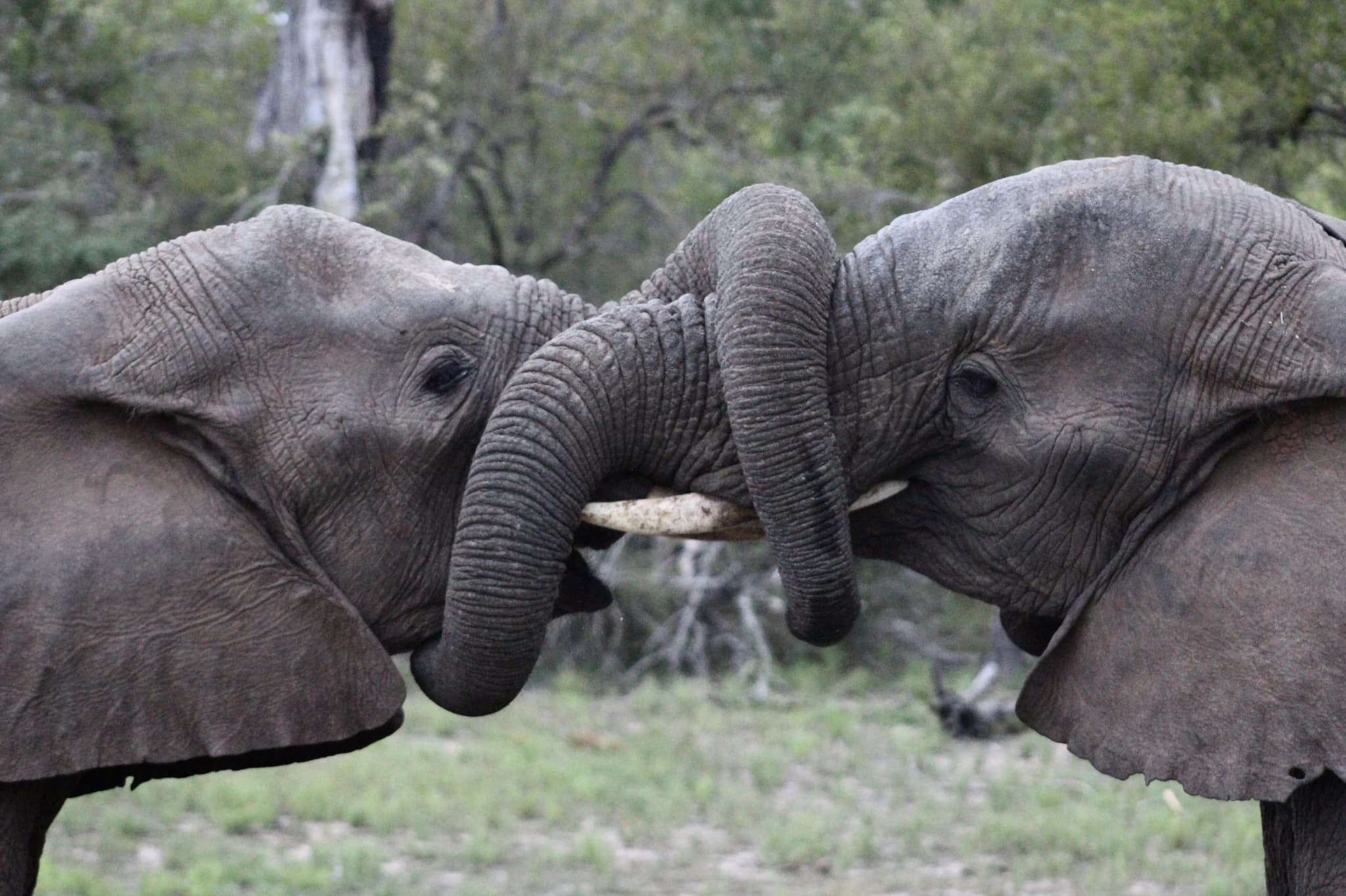 Addo Elephant National Park