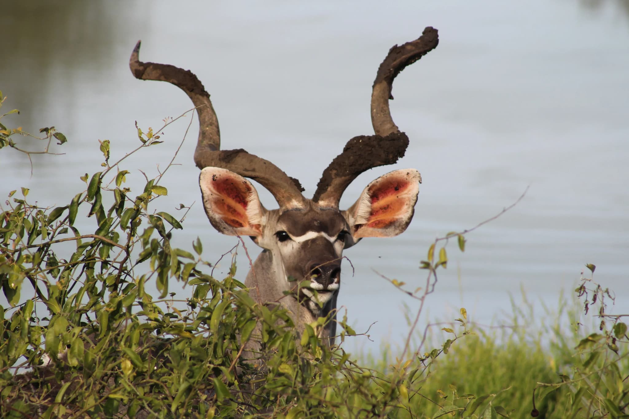 Kudu-Männchen im Kruger NP