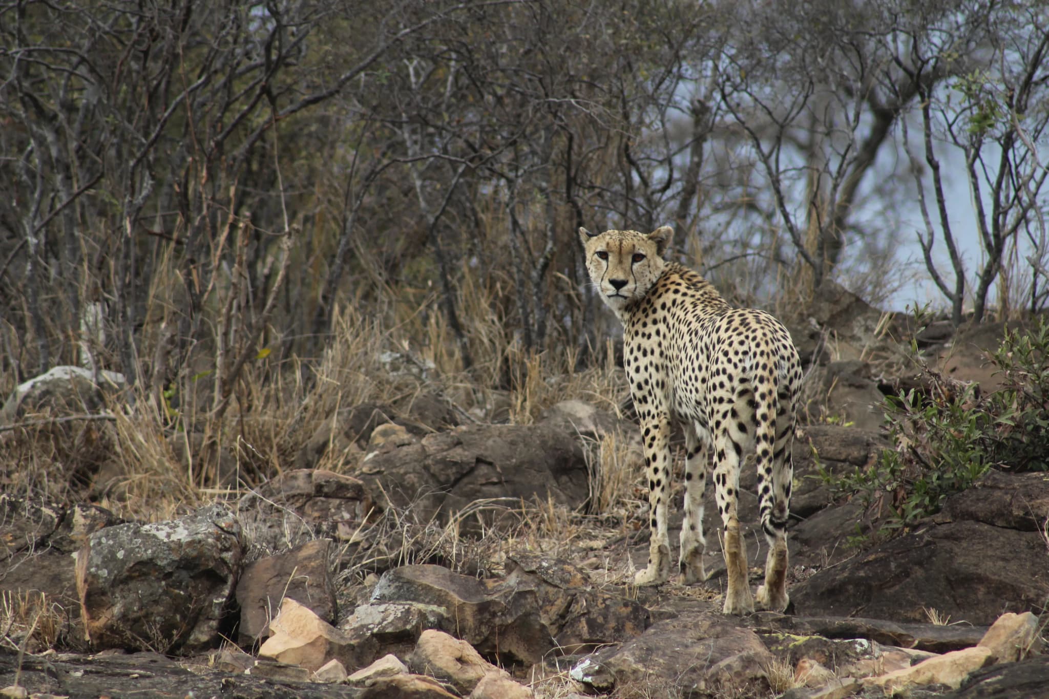Kruger NP - Guided Game Drives